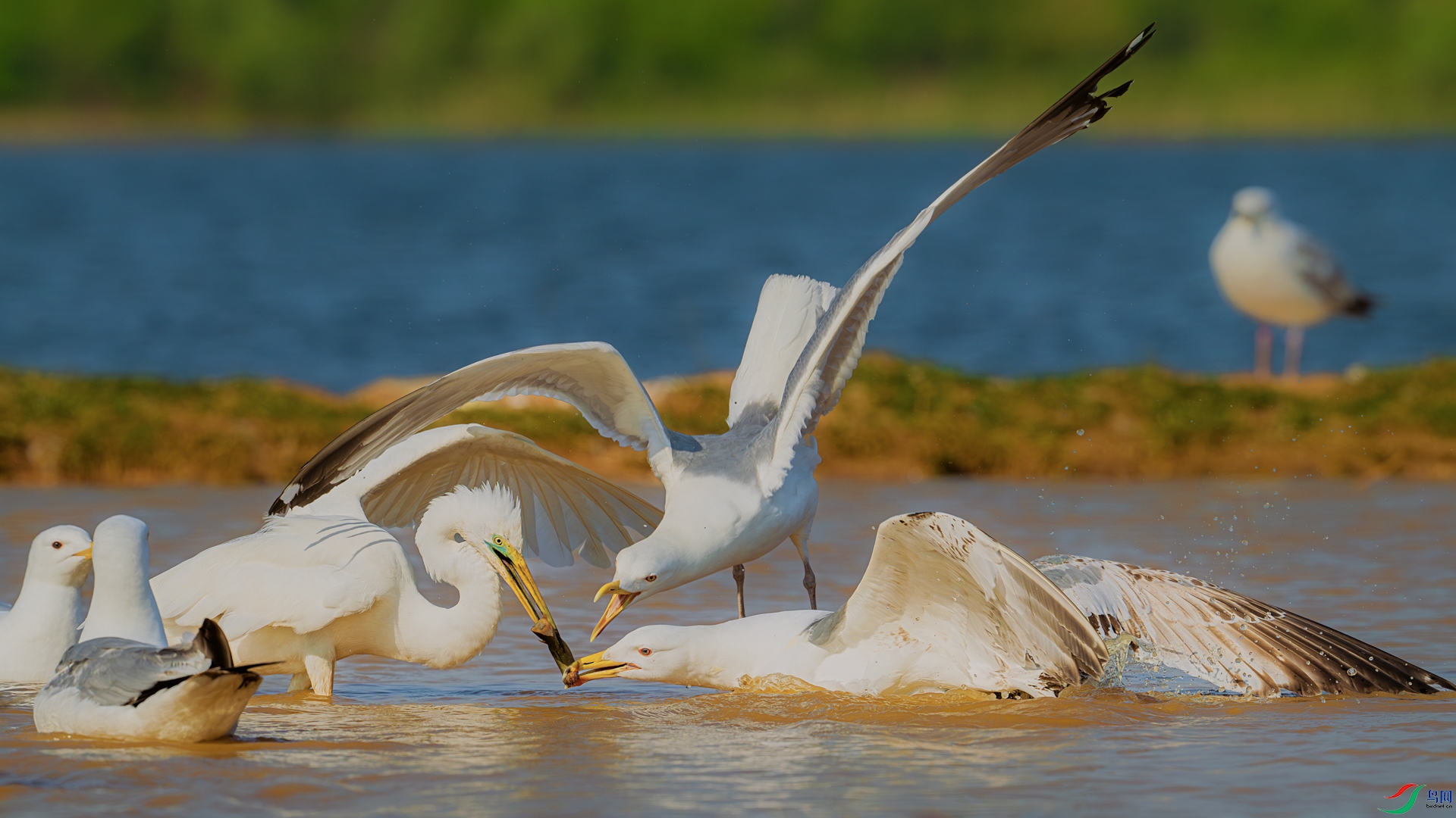DSC_1857==2w.jpg