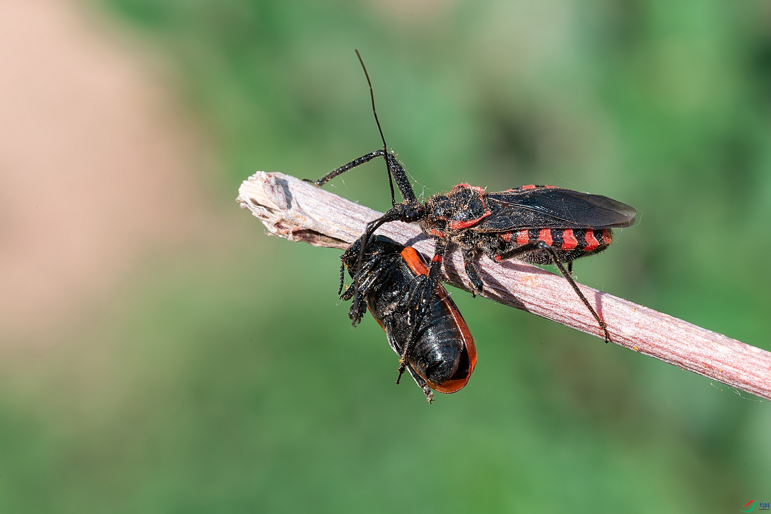 DSC_8775-x.jpg