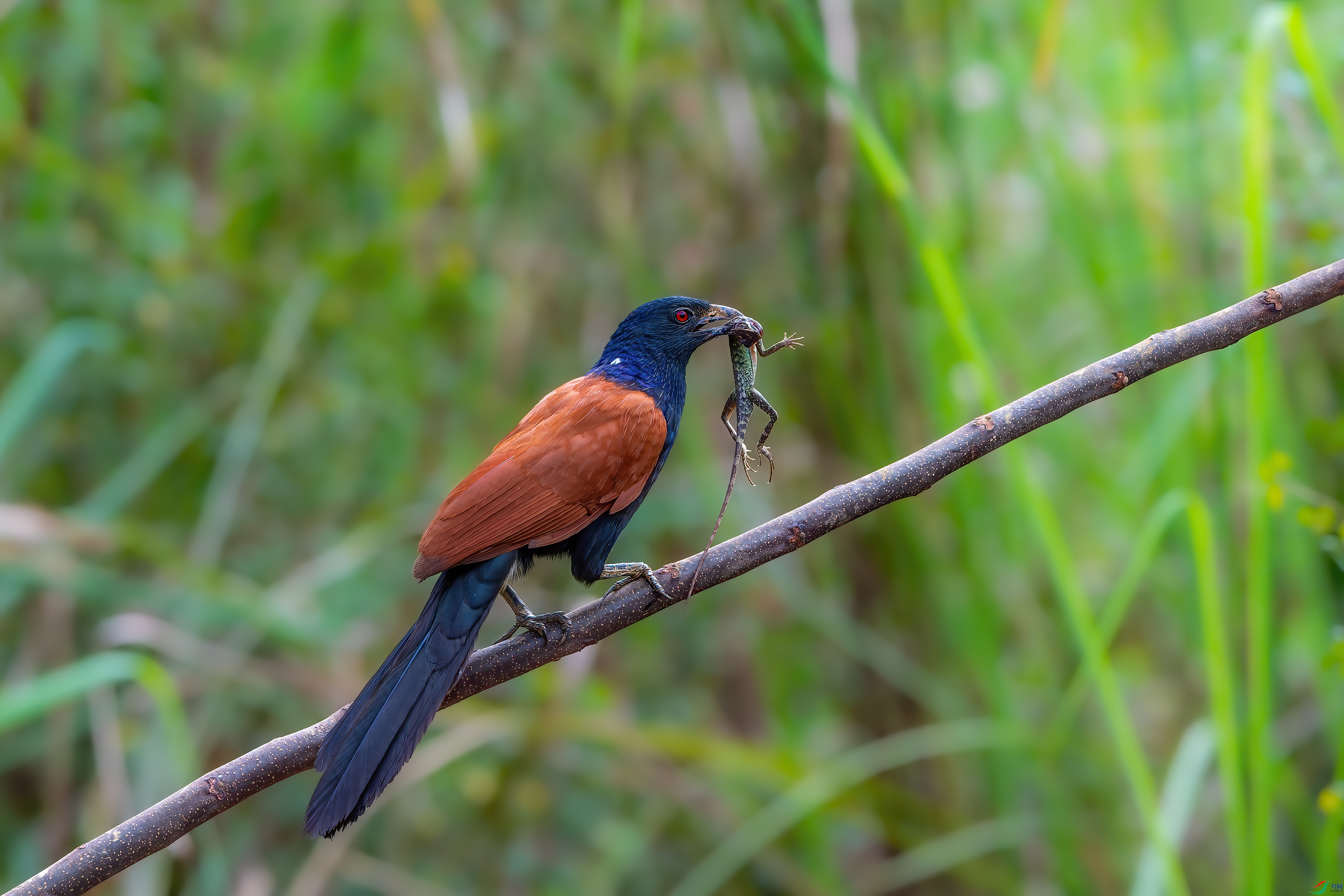 DSC_7251.jpg