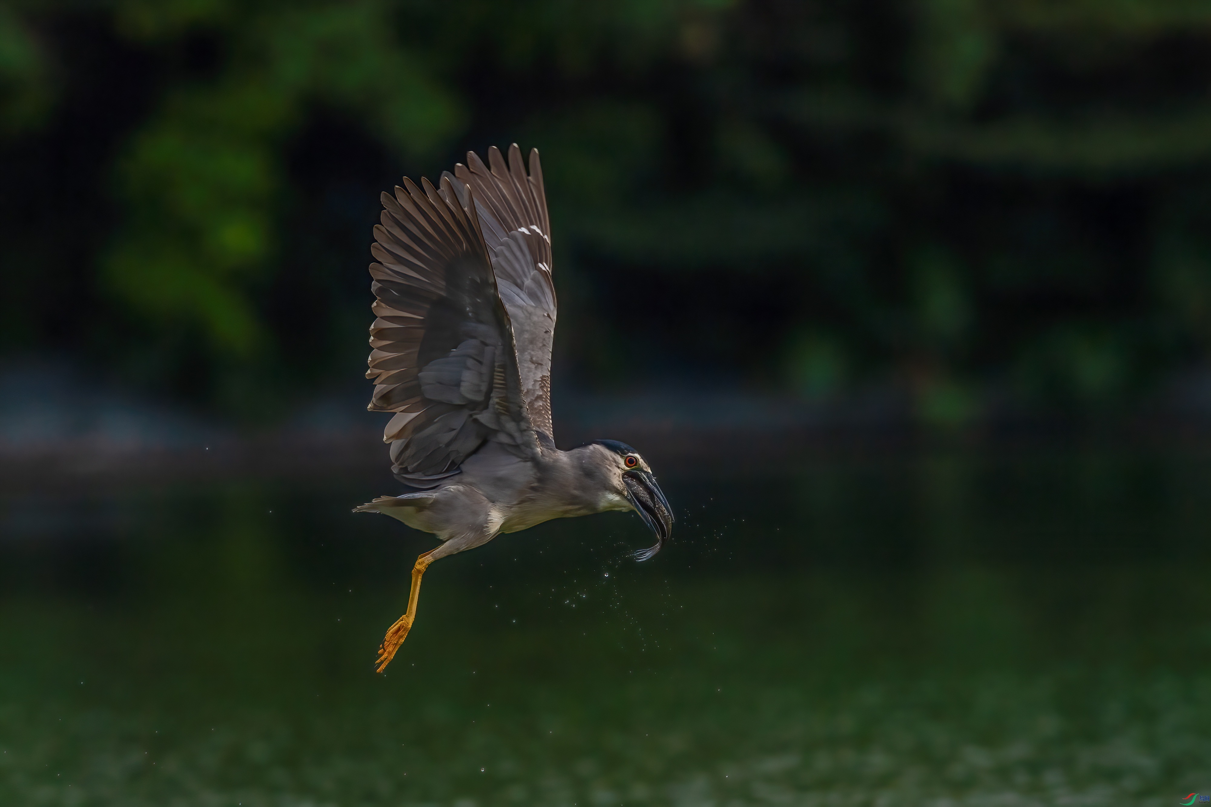 DSC_0664-1.jpg