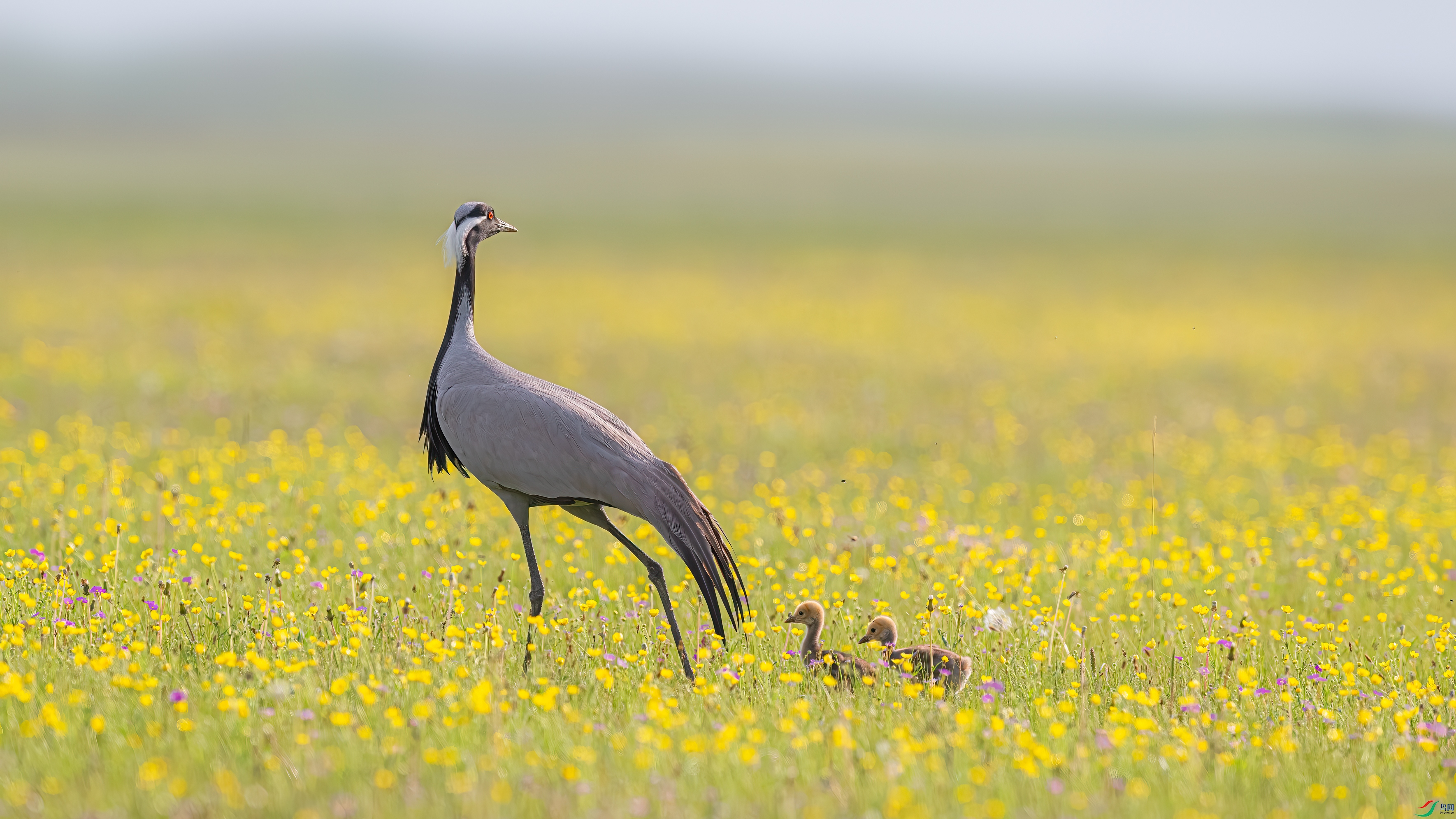 ����ϣ����ְ�ȥ��