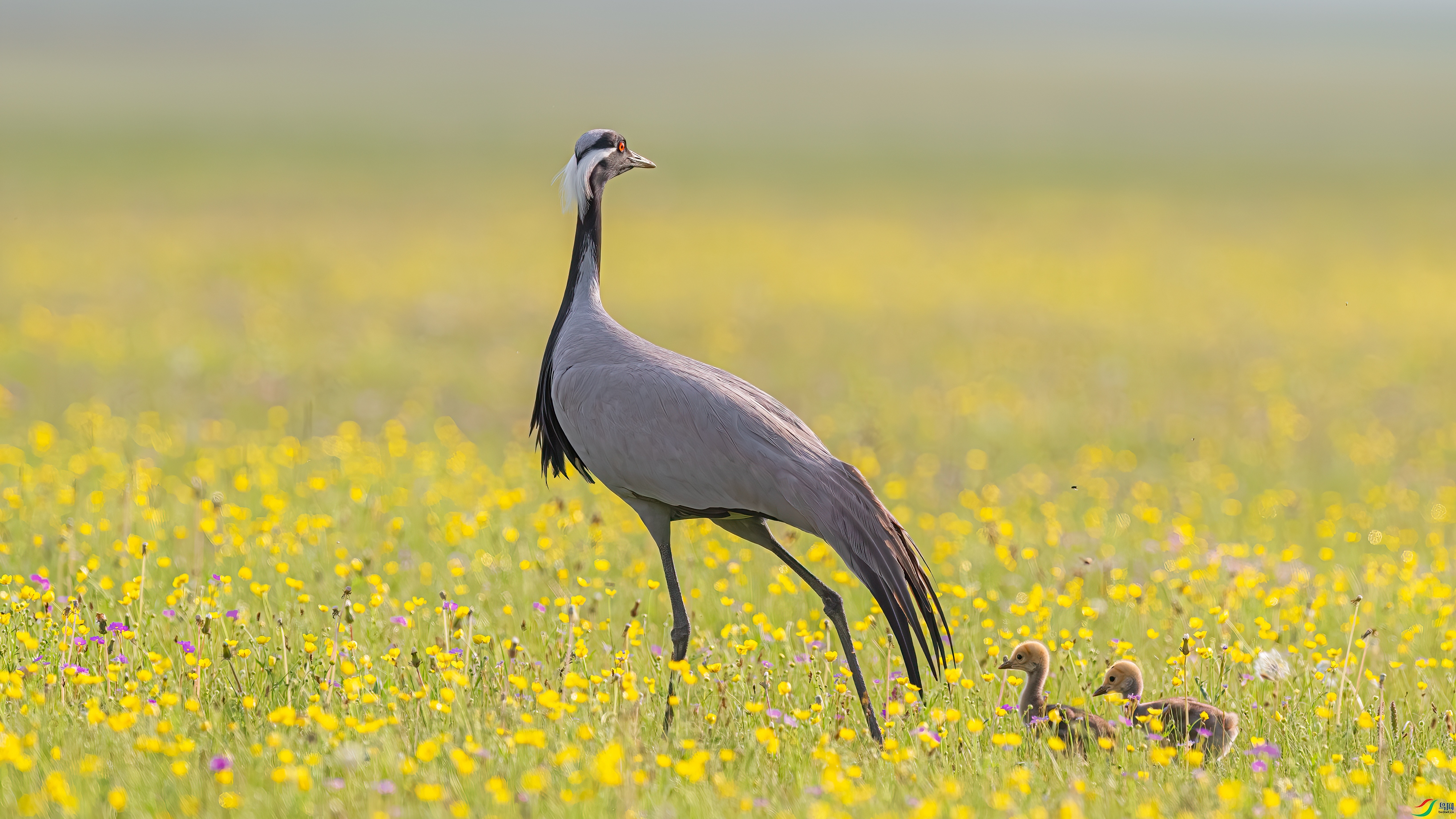 ����ϣ����ְ�ȥ��