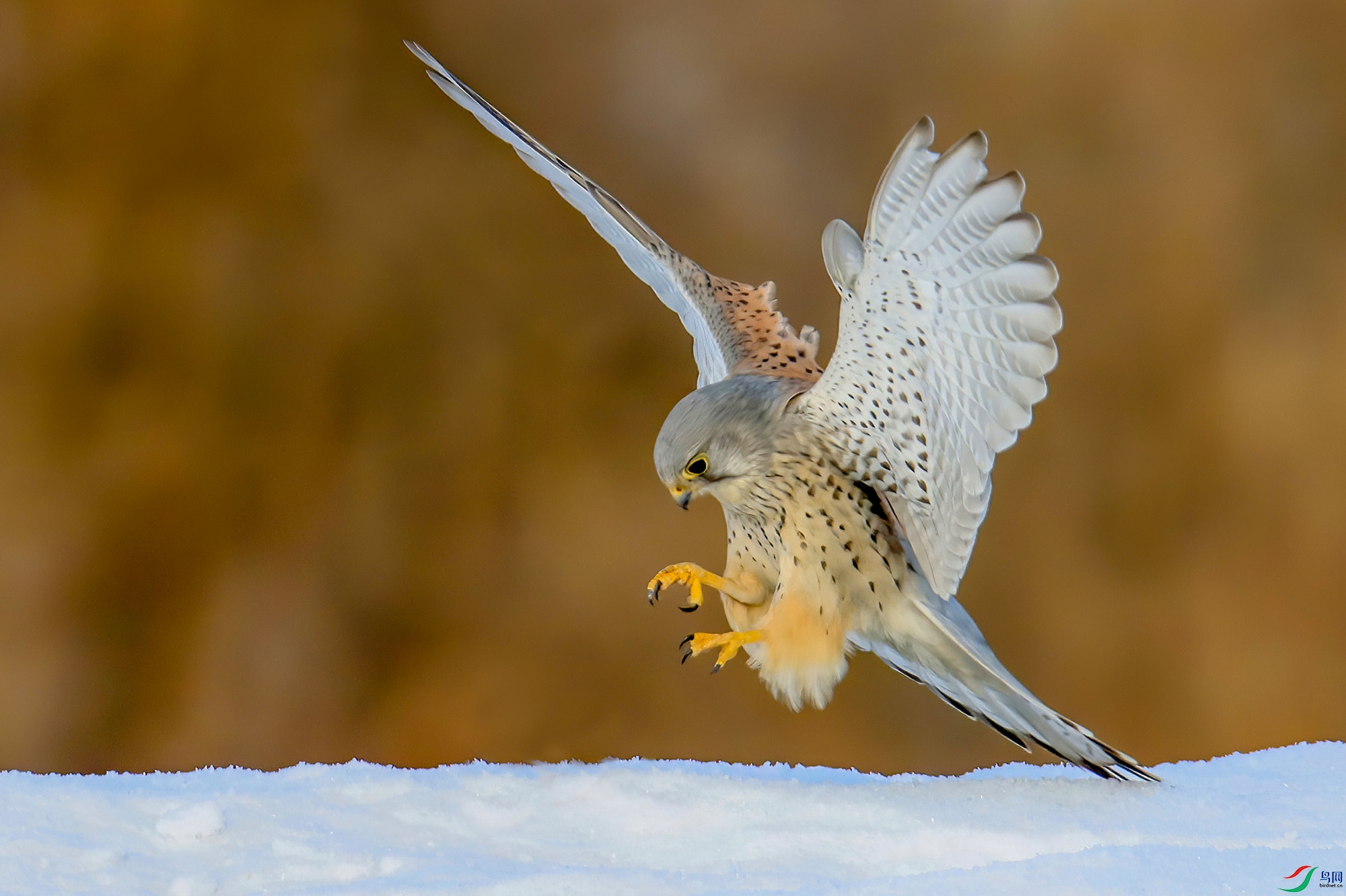 ���Բ���---333e.jpg