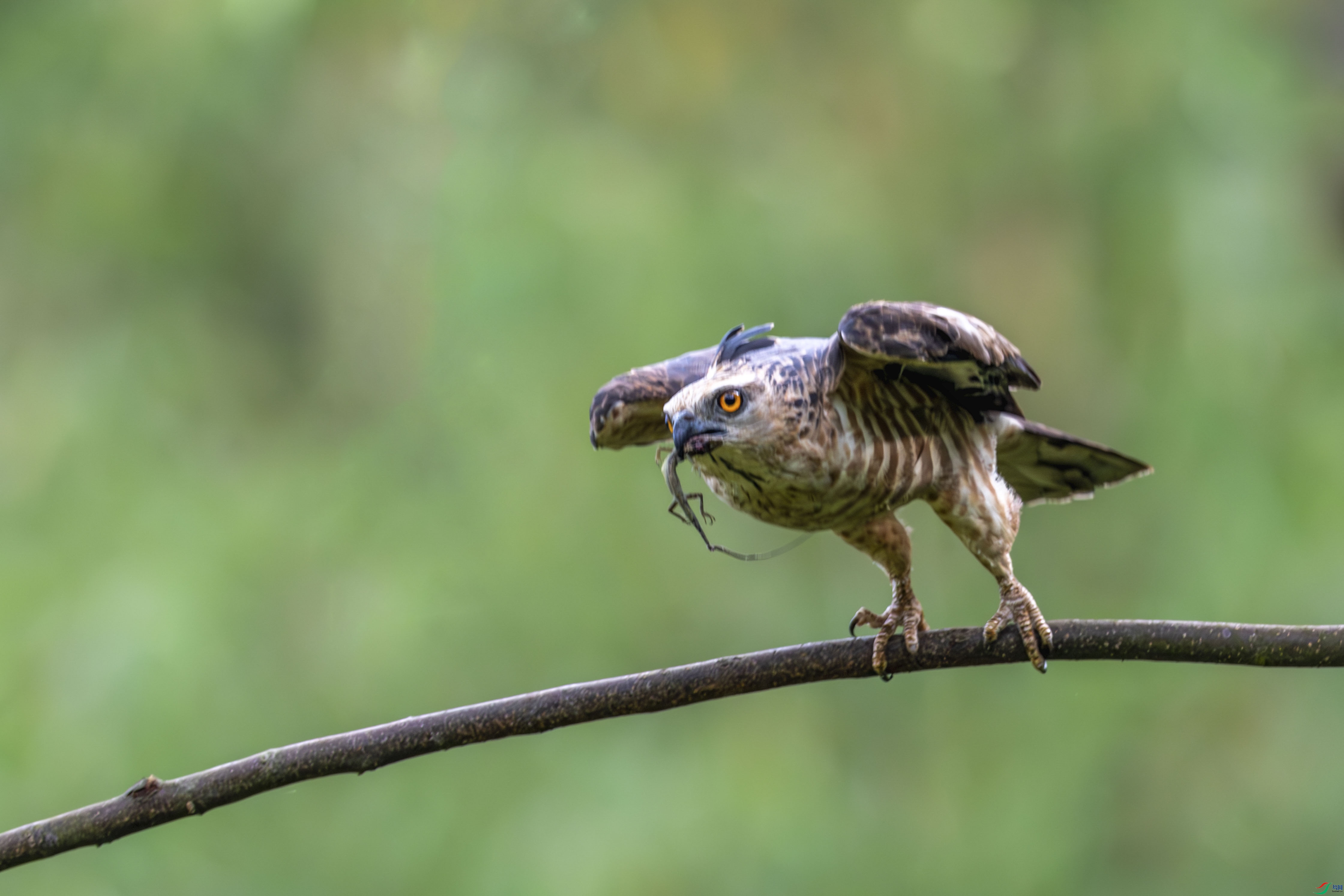 DSC_0764_1.jpg