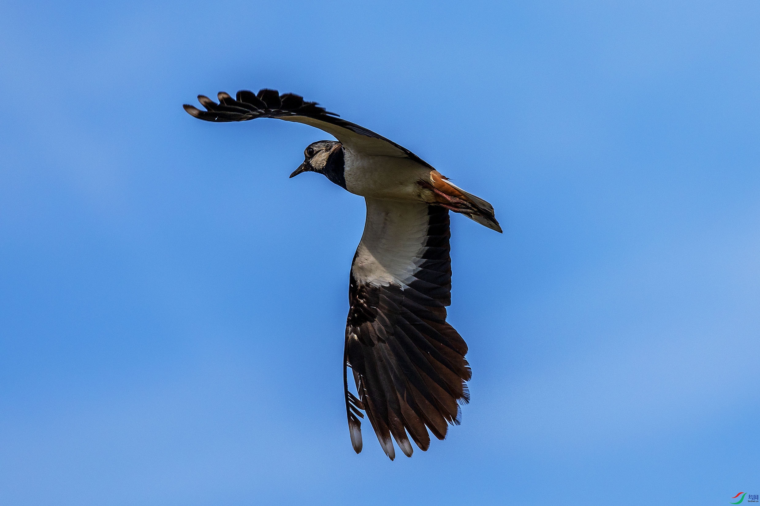 063A9638.jpgb1.jpg