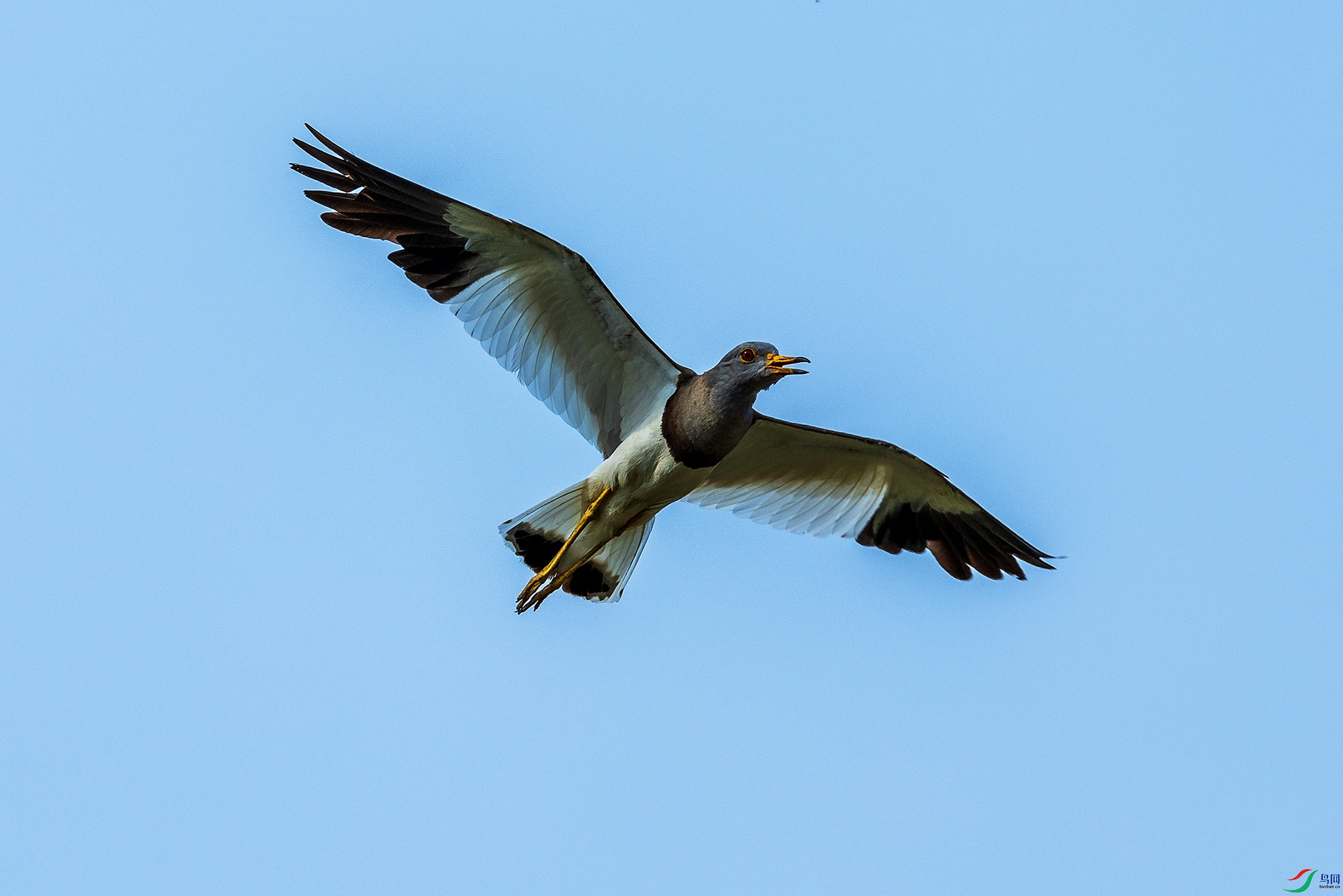 063A0089.jpgb1.jpg