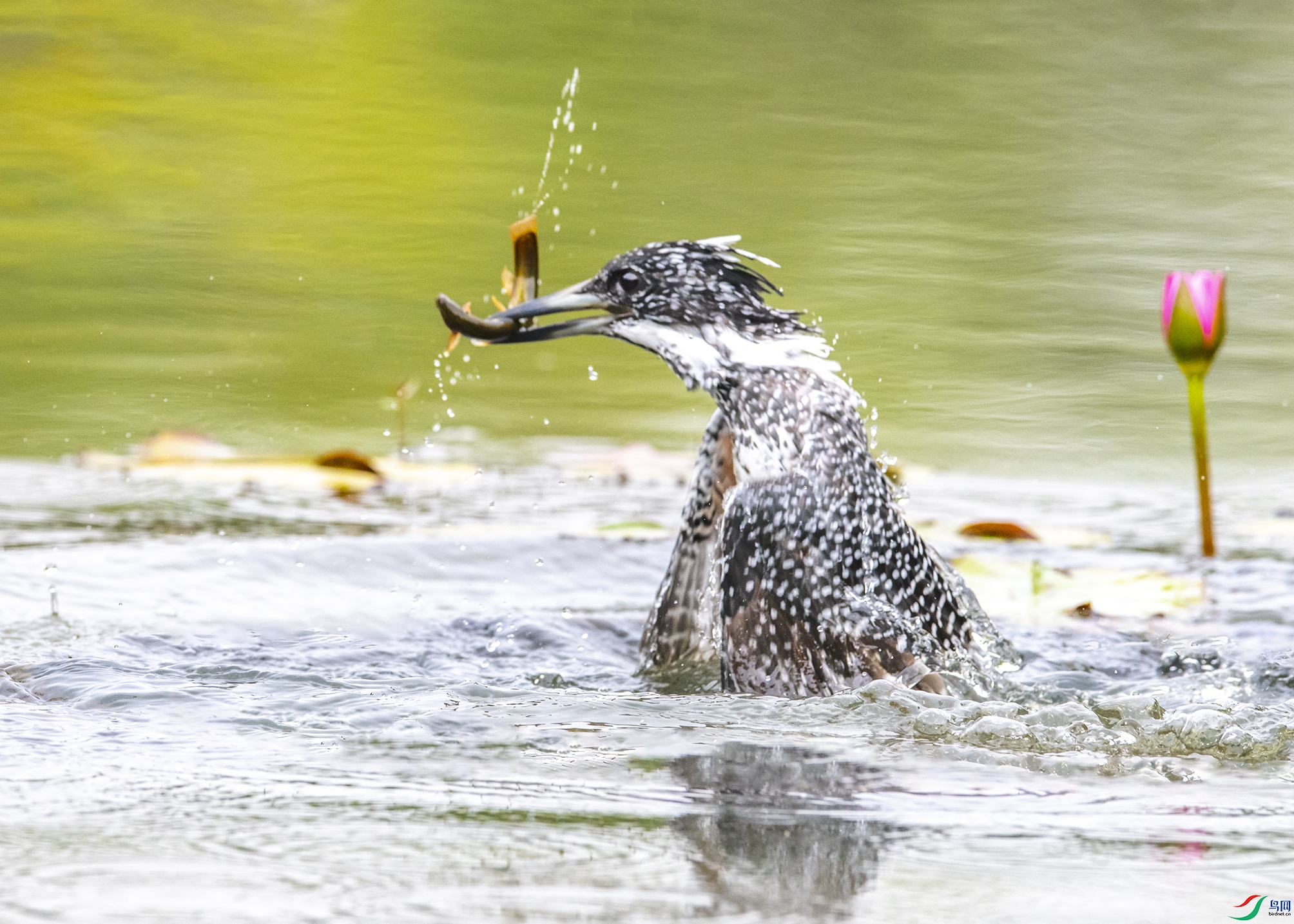 8541 ����.jpg