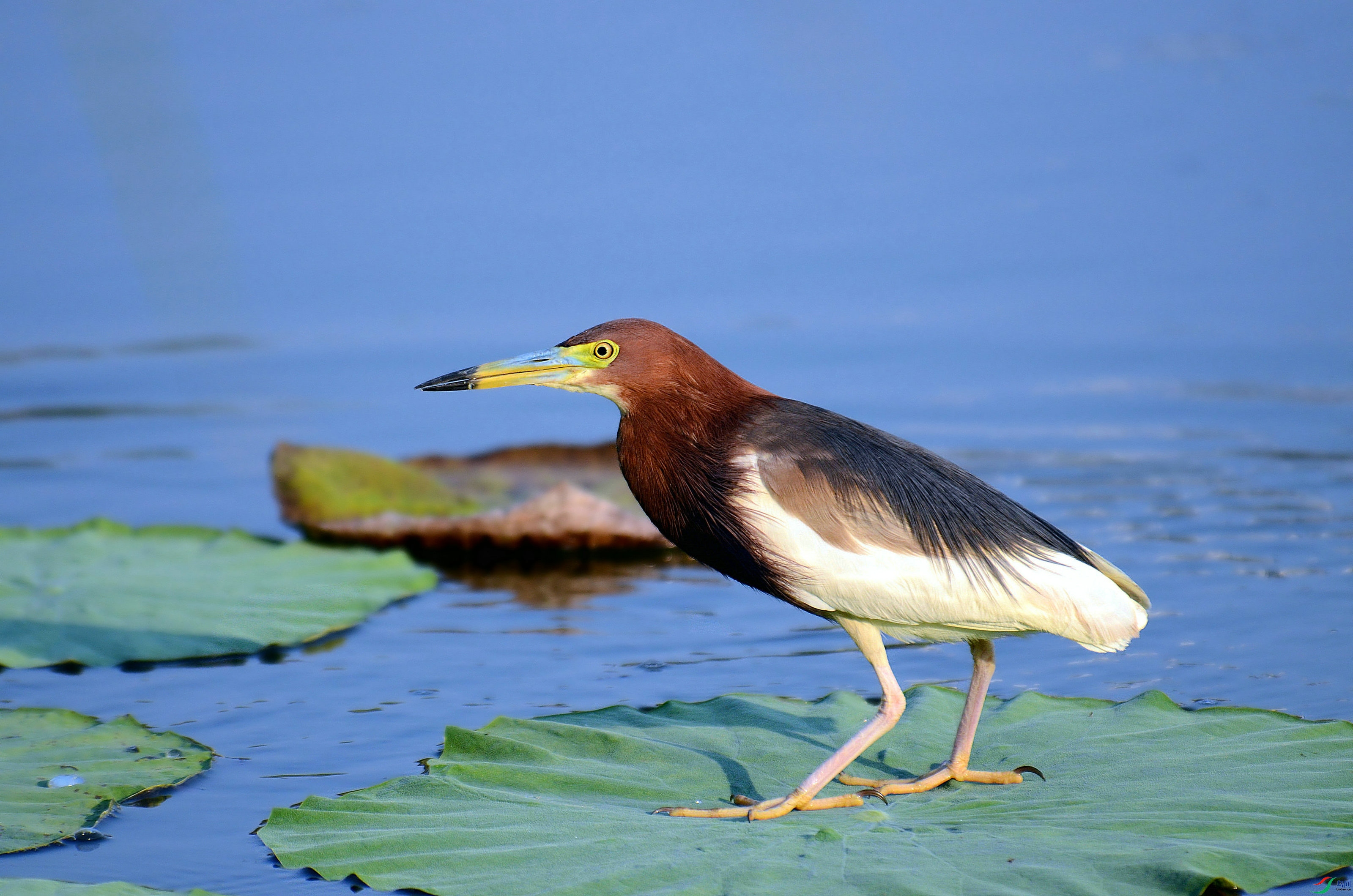 DSC_7937.JPG
