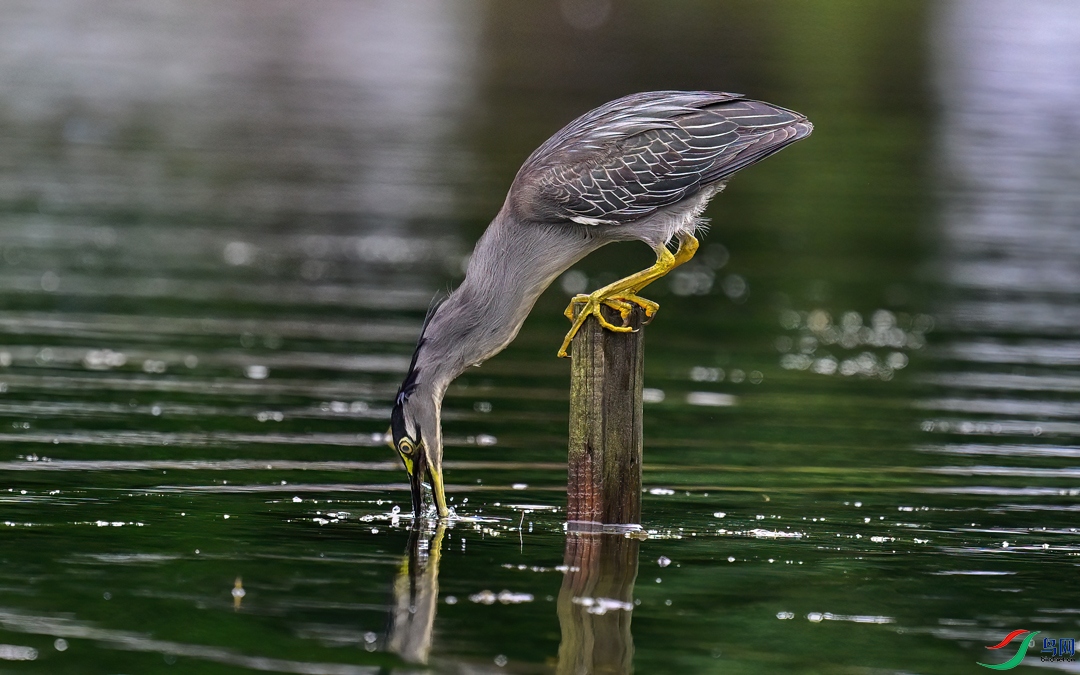DSC_519e9.jpg