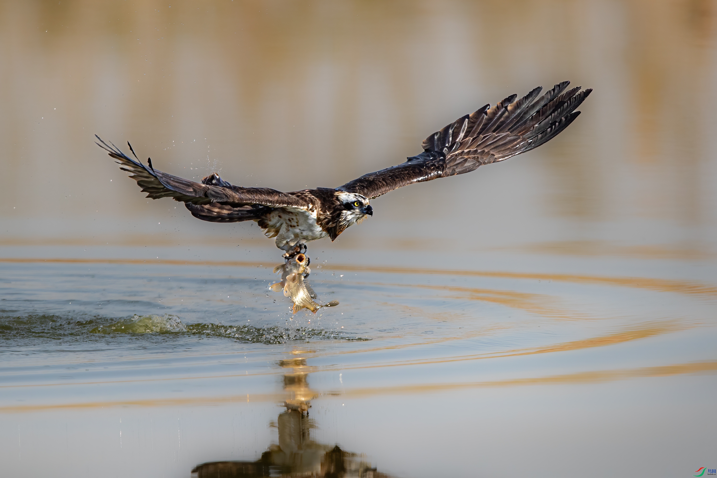 AY8I0035���� ����213.jpg