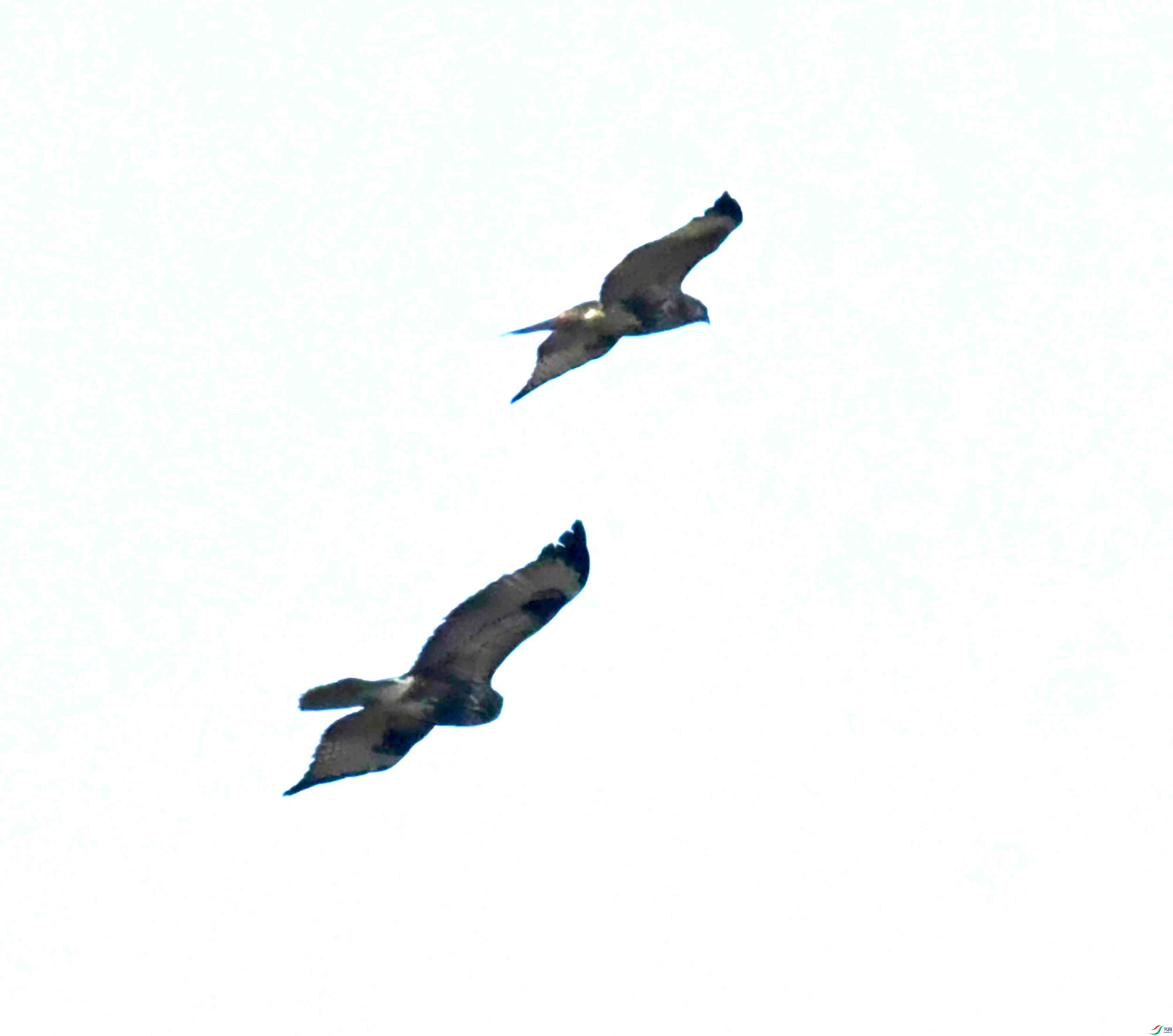 DSC_1083.JPG