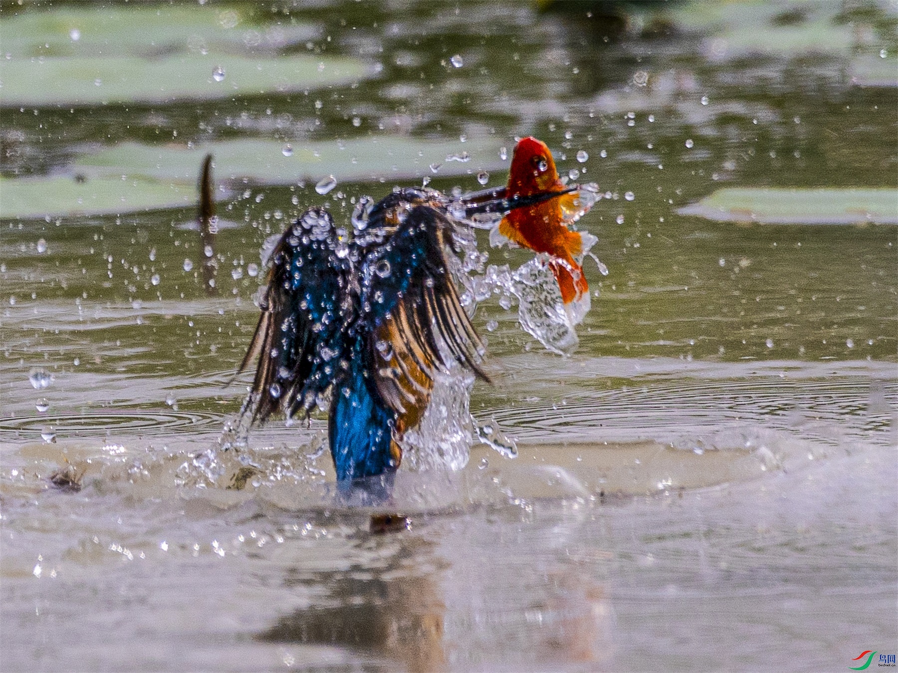 1K3A3083 ����1.jpg