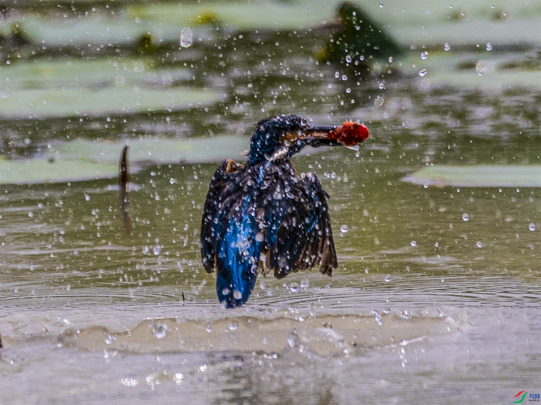 1K3A3085 ����1.jpg