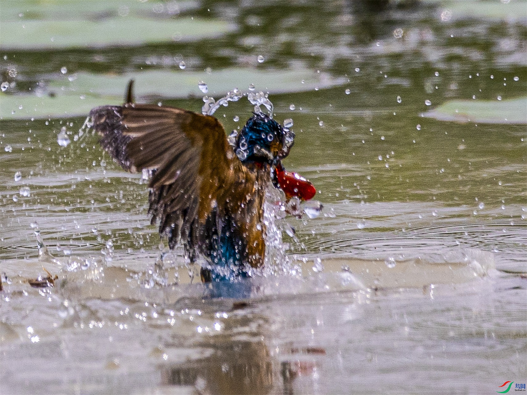 1K3A3082 ����1.jpg