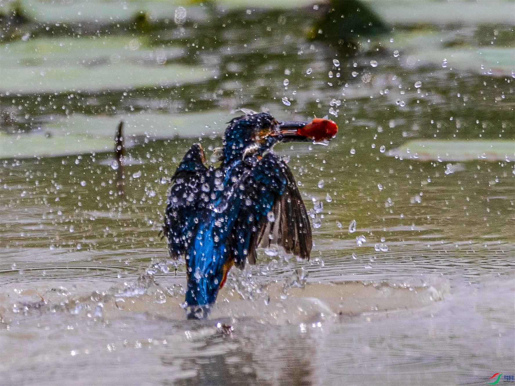 1K3A3084 ����1.jpg