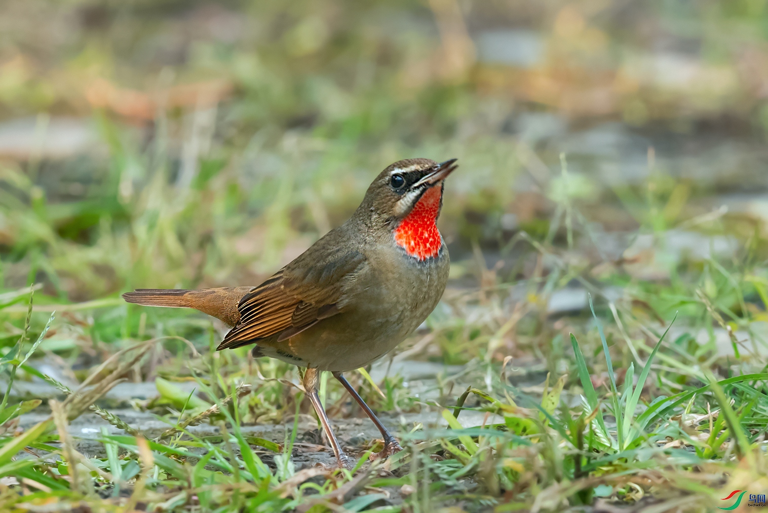 3DSC_2663_DxOa.jpg