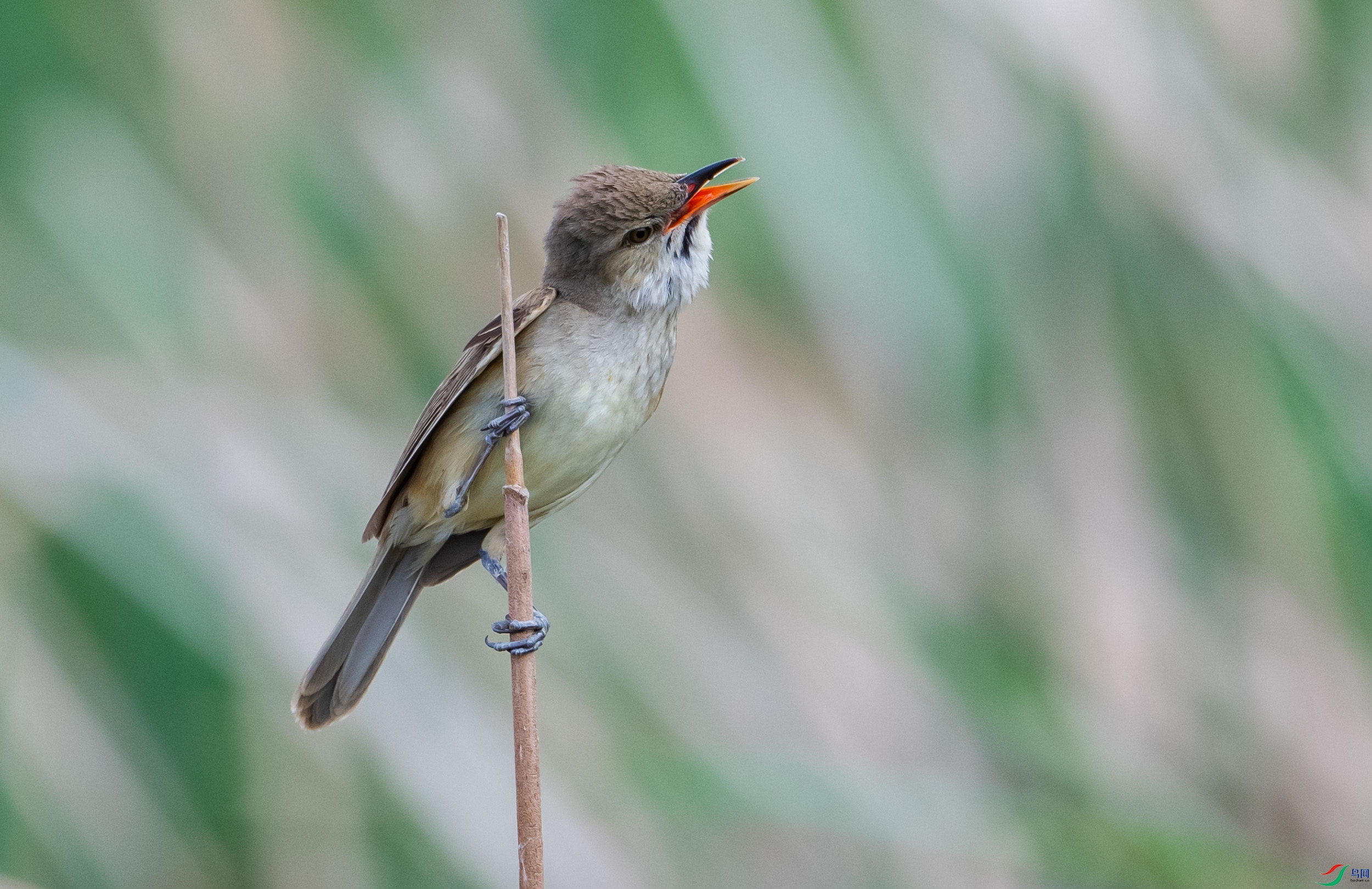 ������βݺ