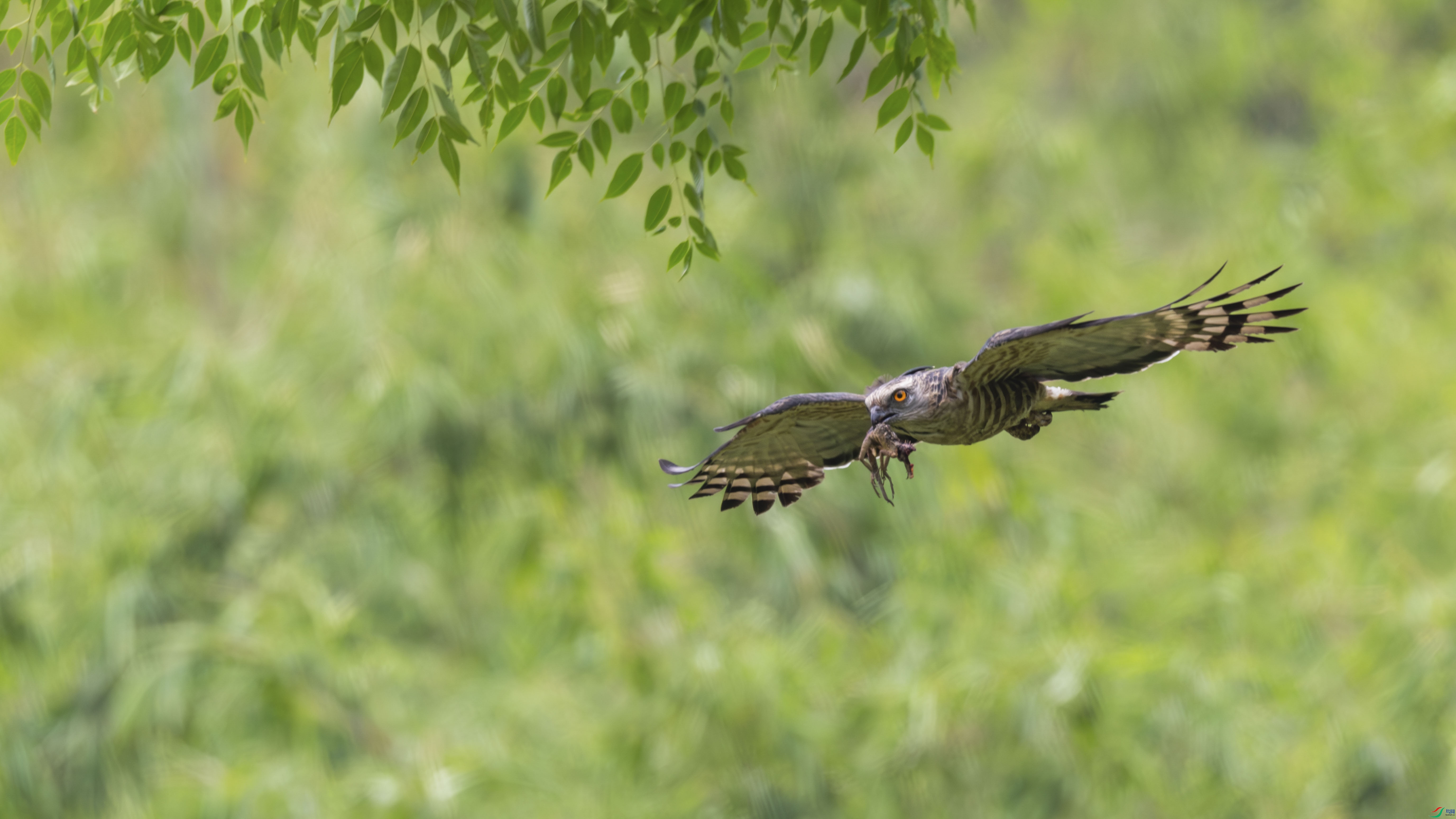 DSC_0454_1.jpg