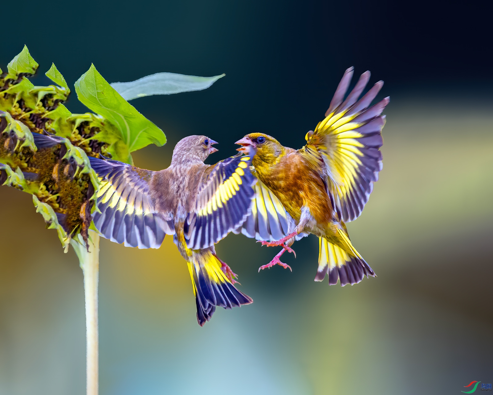 ιʳ���� (2).jpg