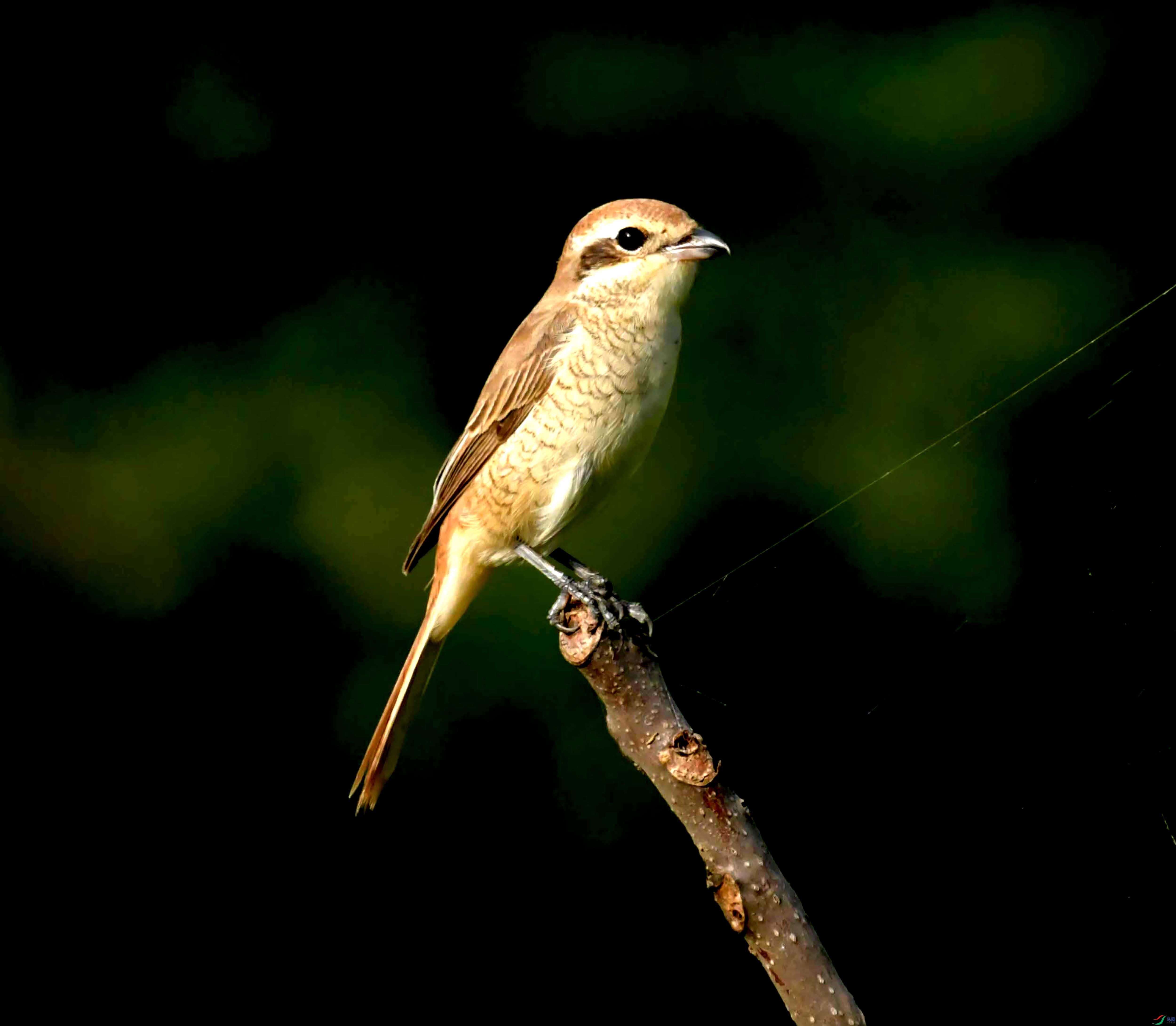 DSC_5642.JPG
