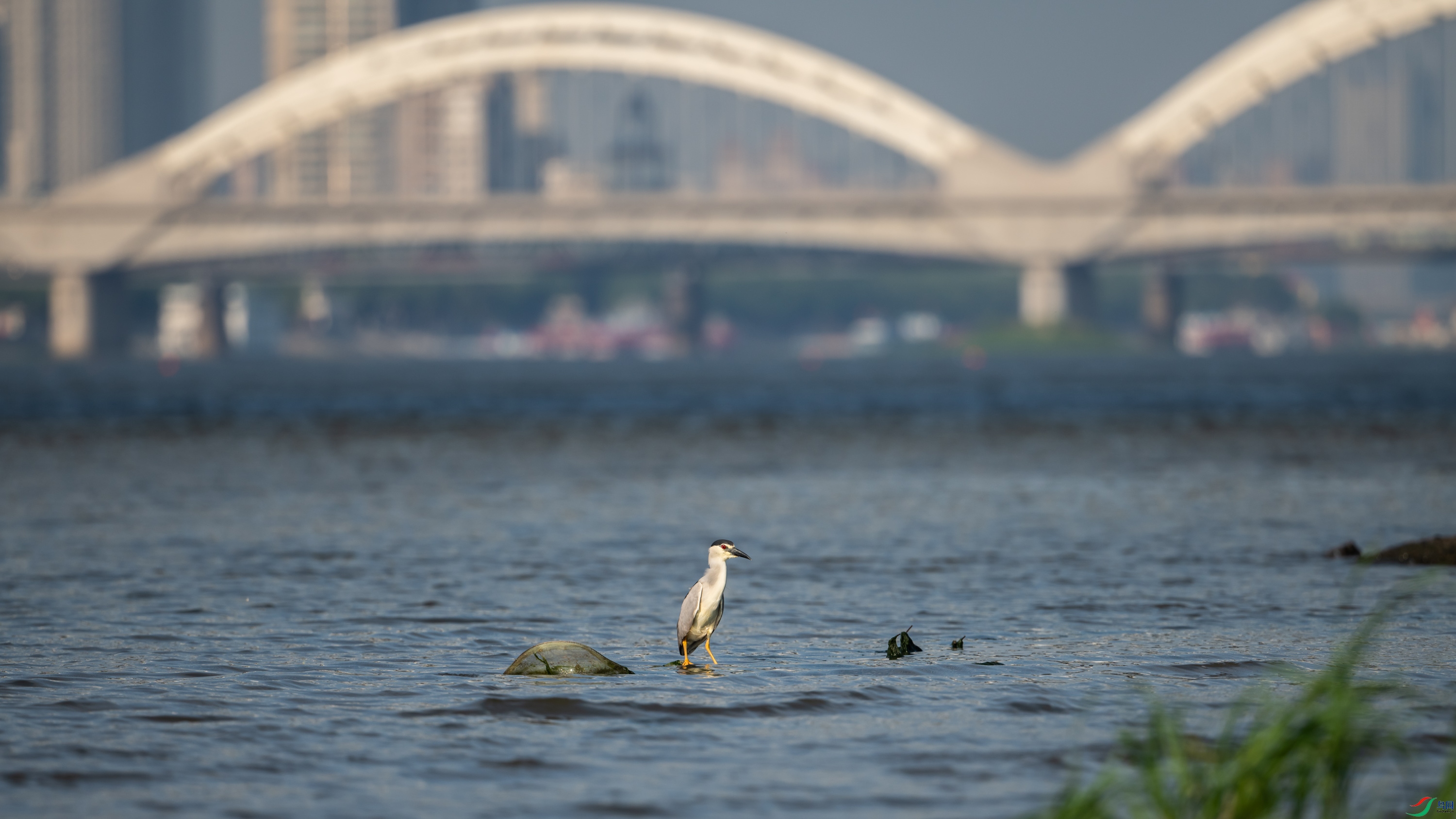 �ɻ�����һֻ��ʳ��ҹ��