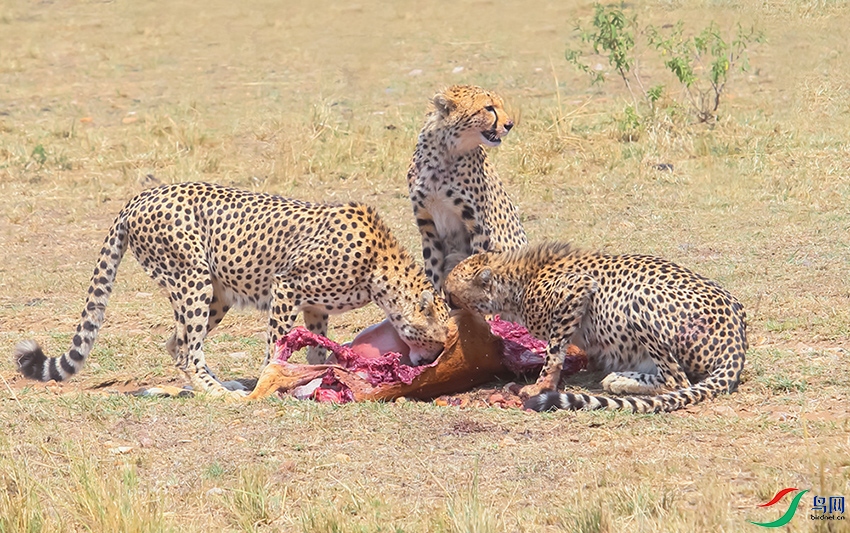 ����ʨ (2).JPG