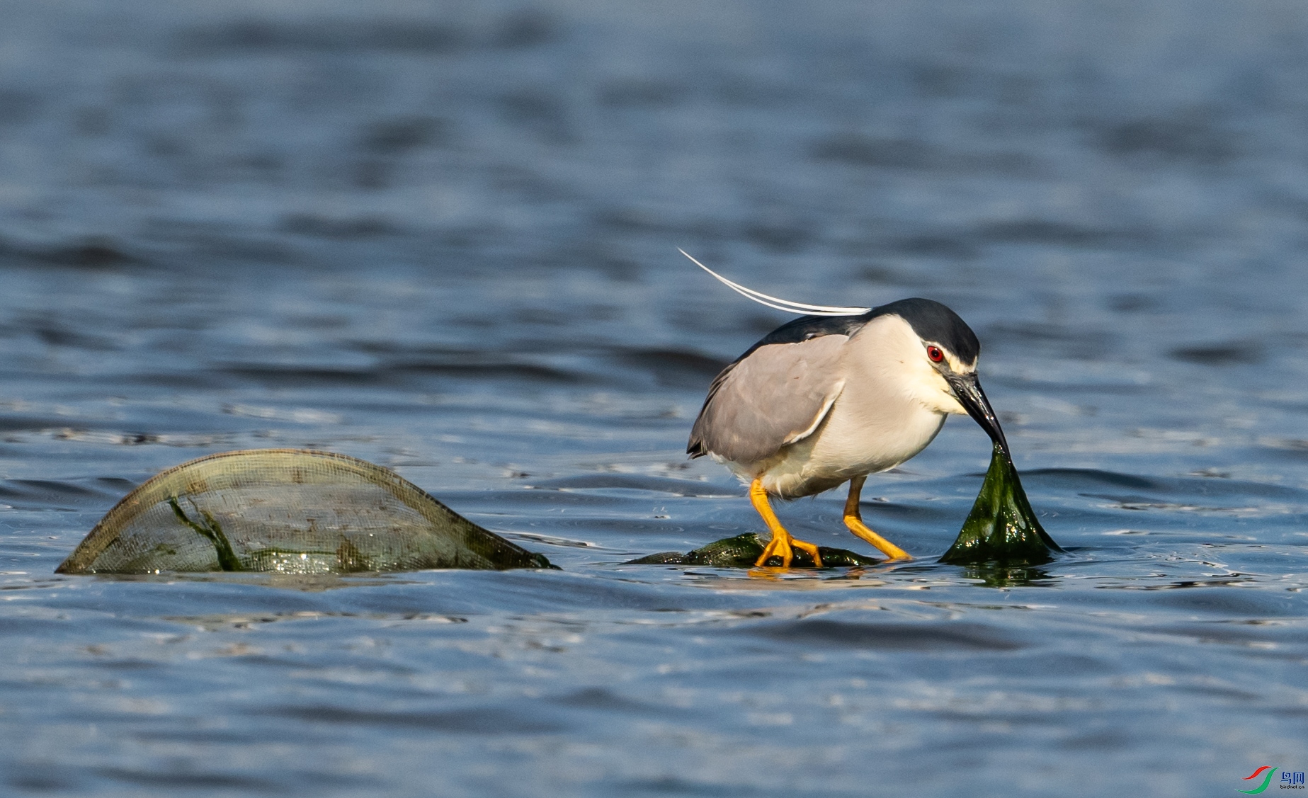 ��С���ĵ�������