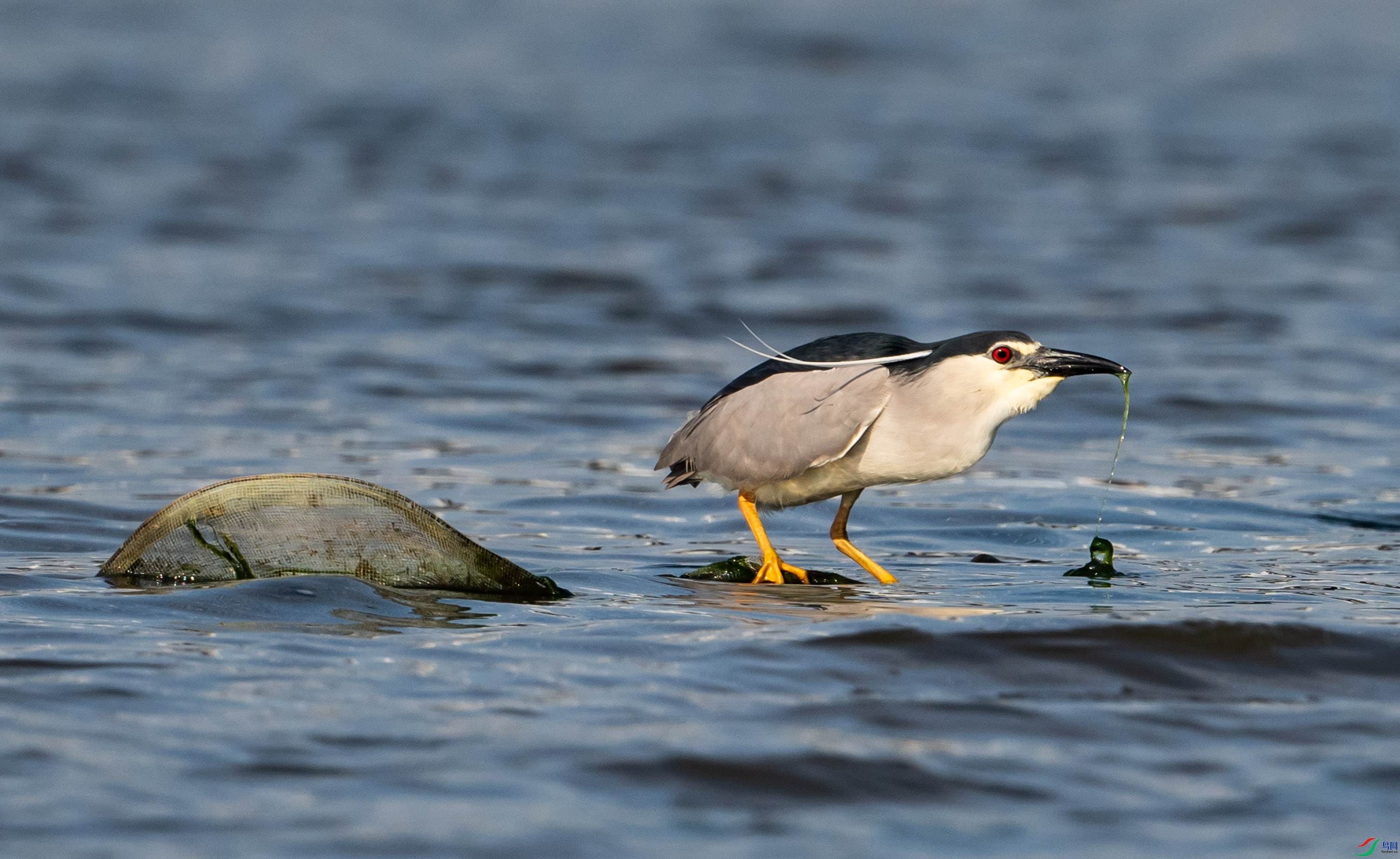 ���ڰ������ߵ�����