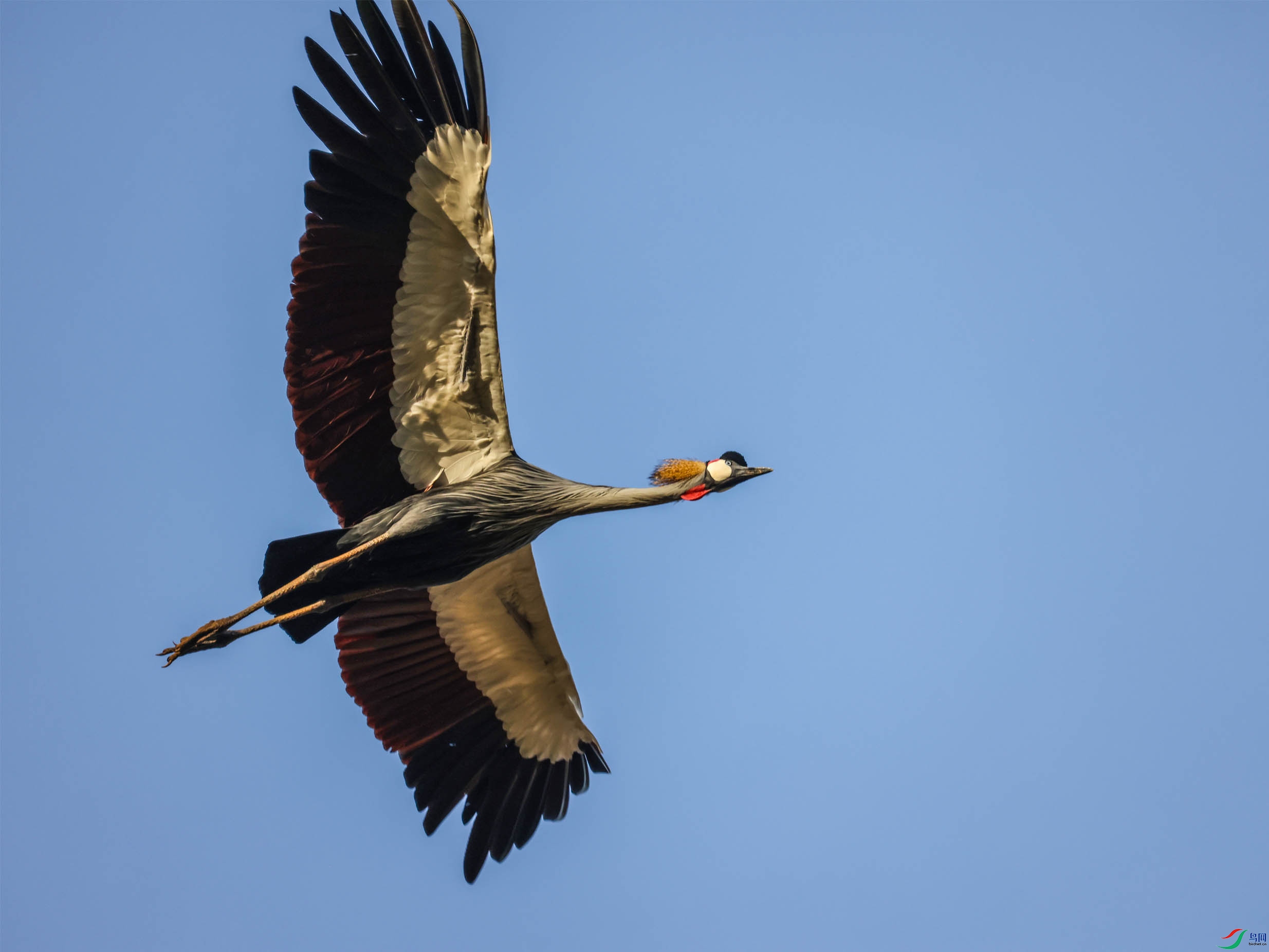 ���򣺷ɰ棺��ں� ����.jpg