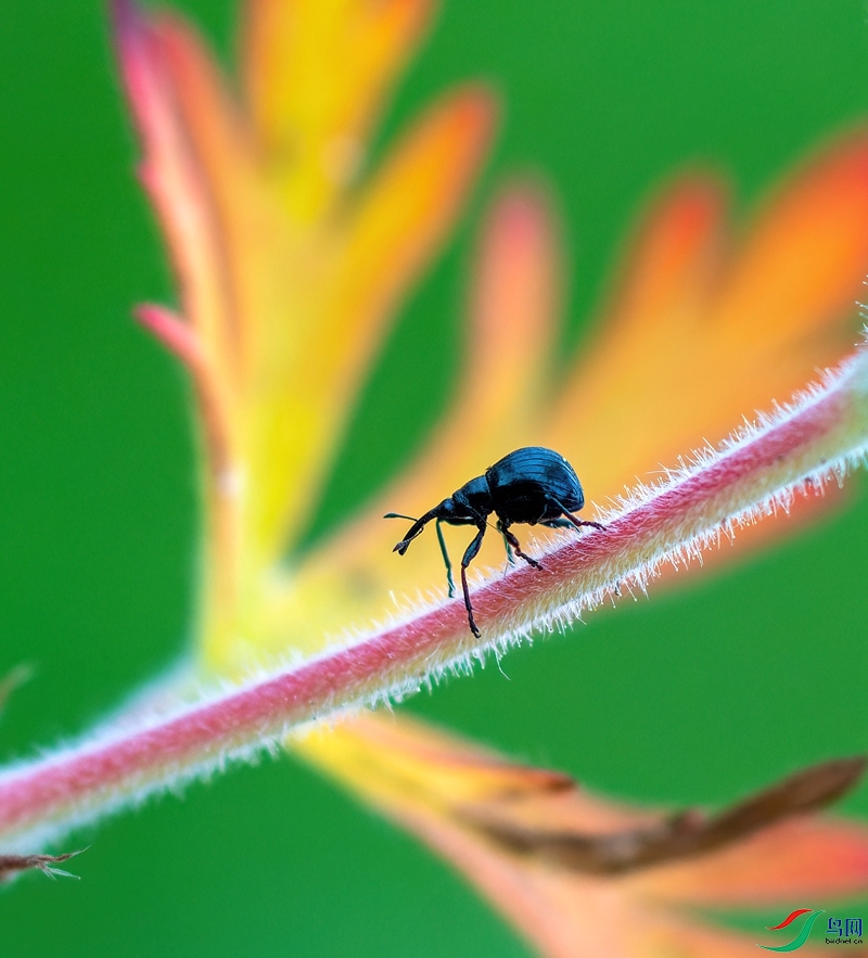 ������׳�