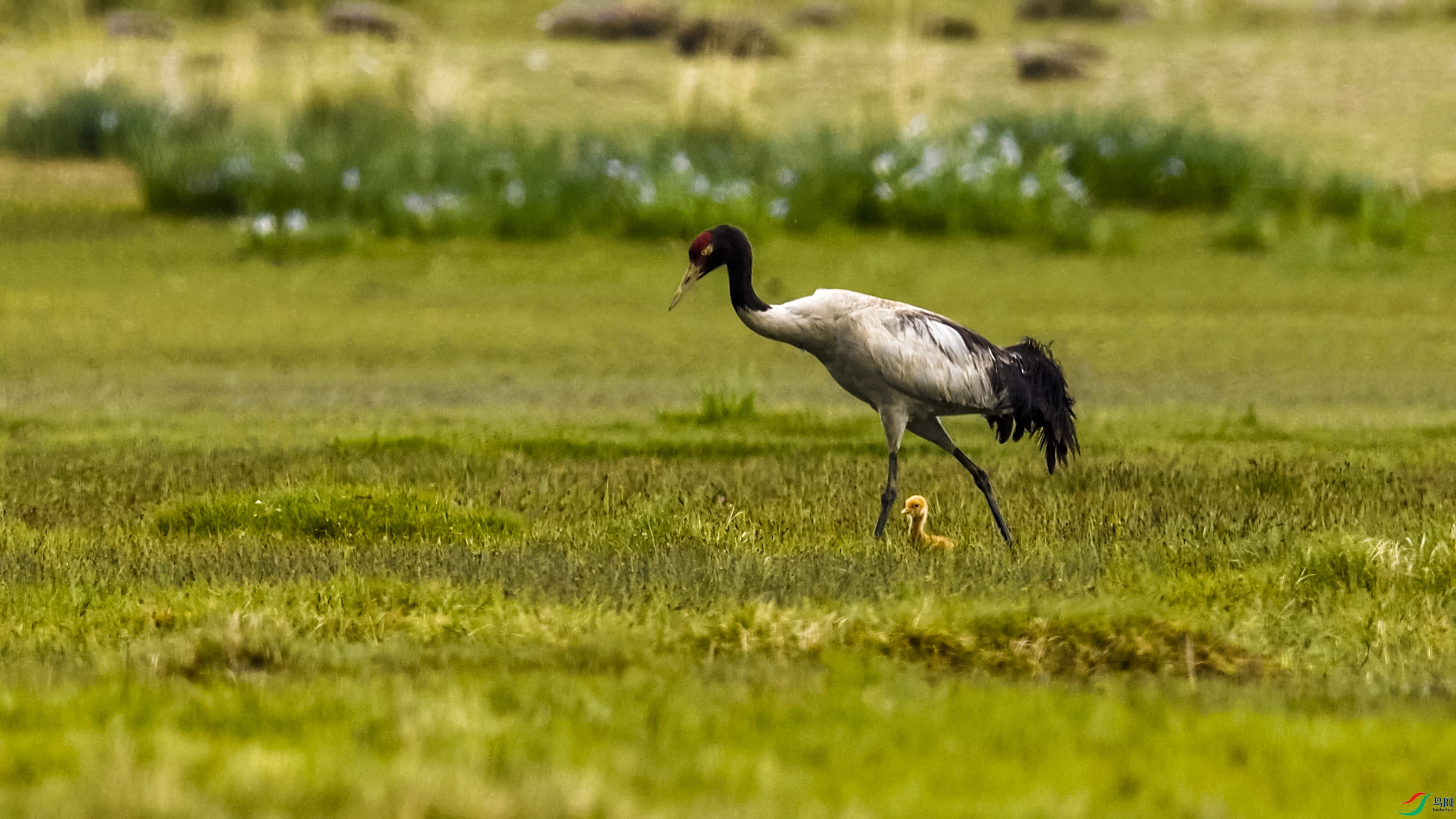 _DSC9645.JPG