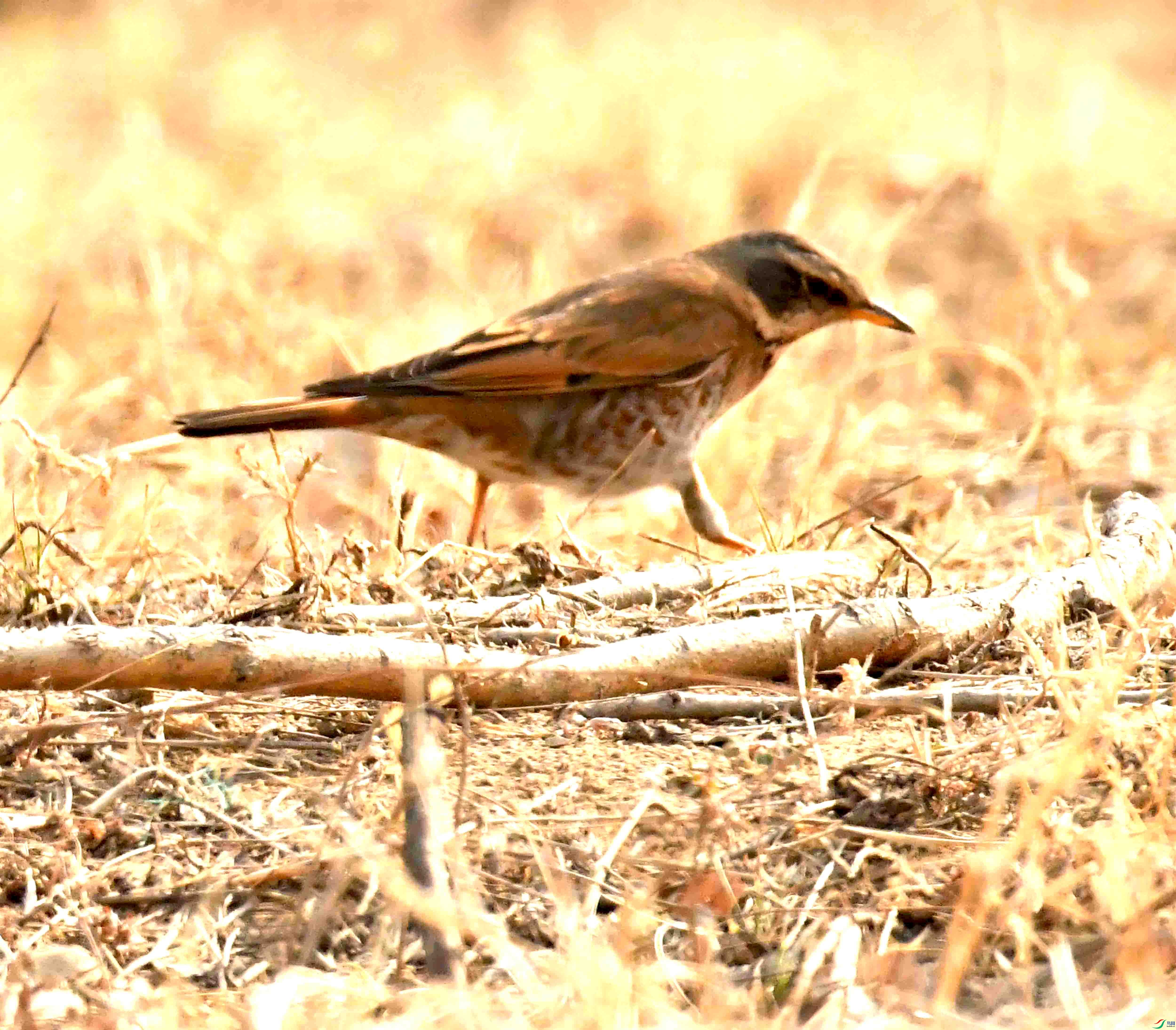 DSC_1132.JPG