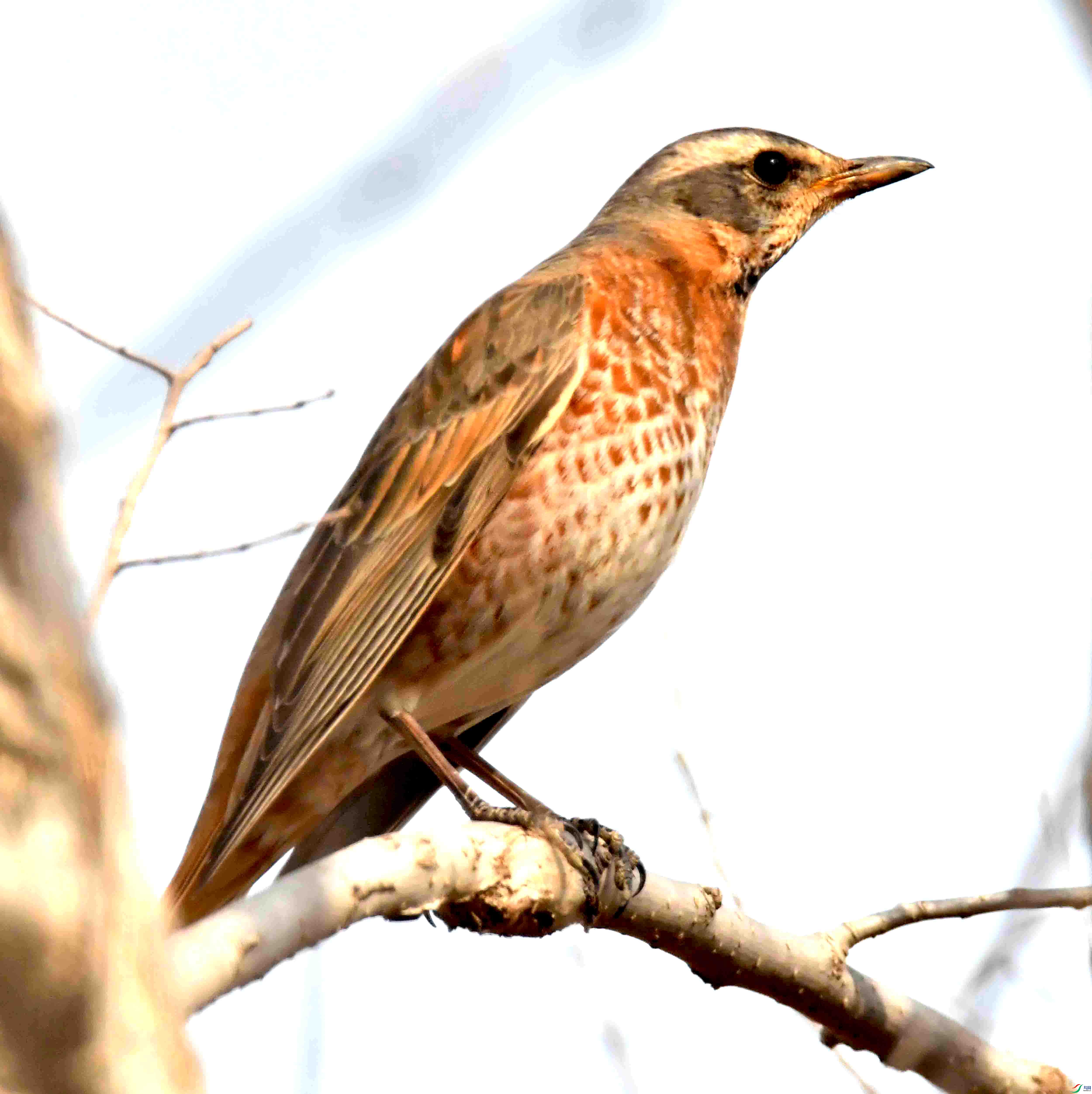 DSC_1157.JPG