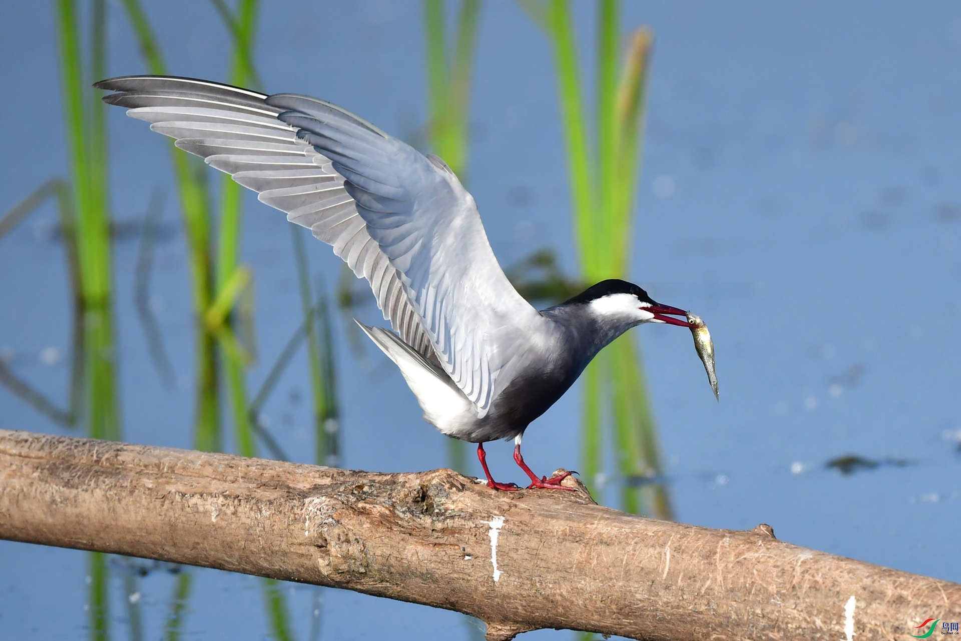DSC_7382.jpg