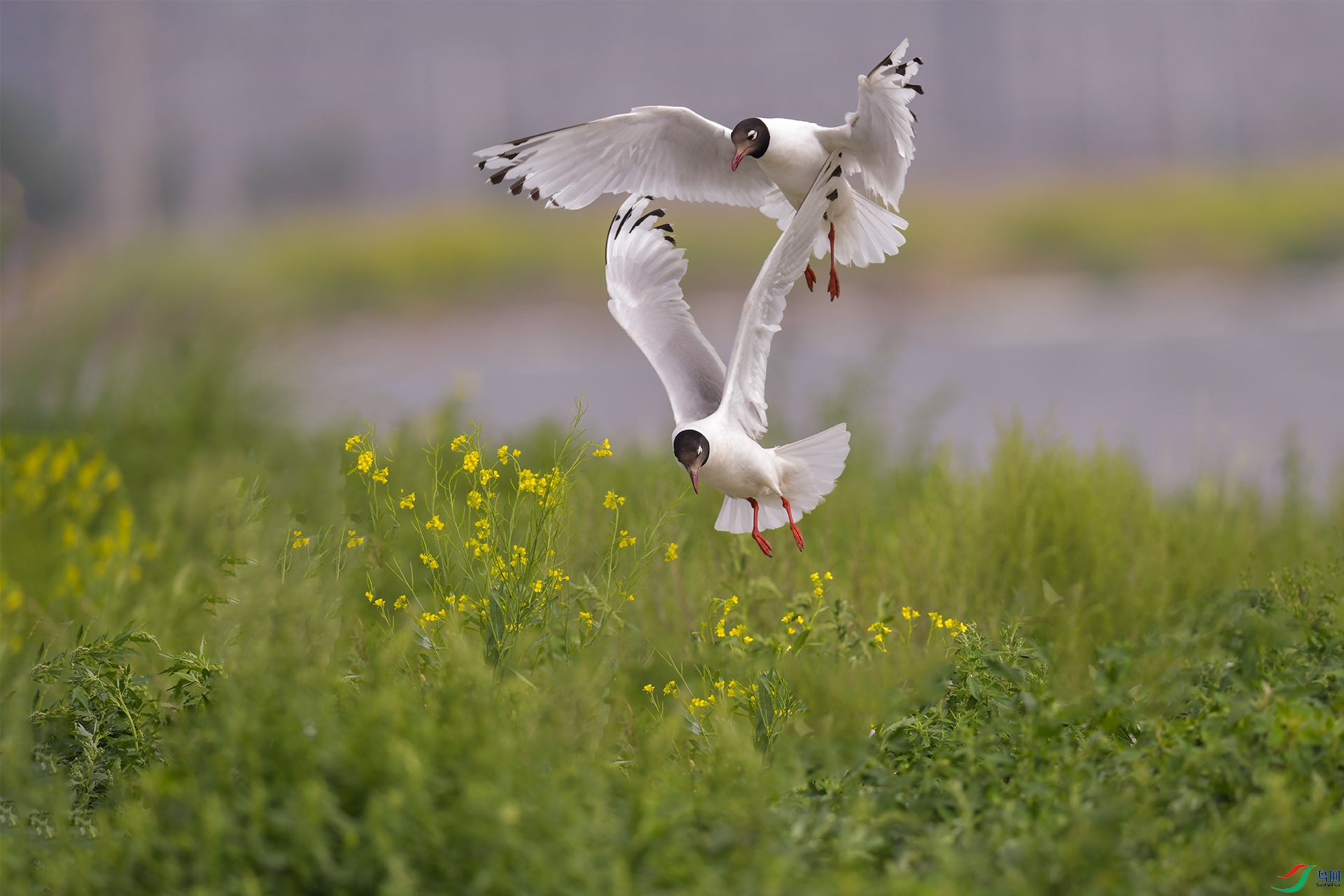 XQD_1102 ��Ÿ.jpg