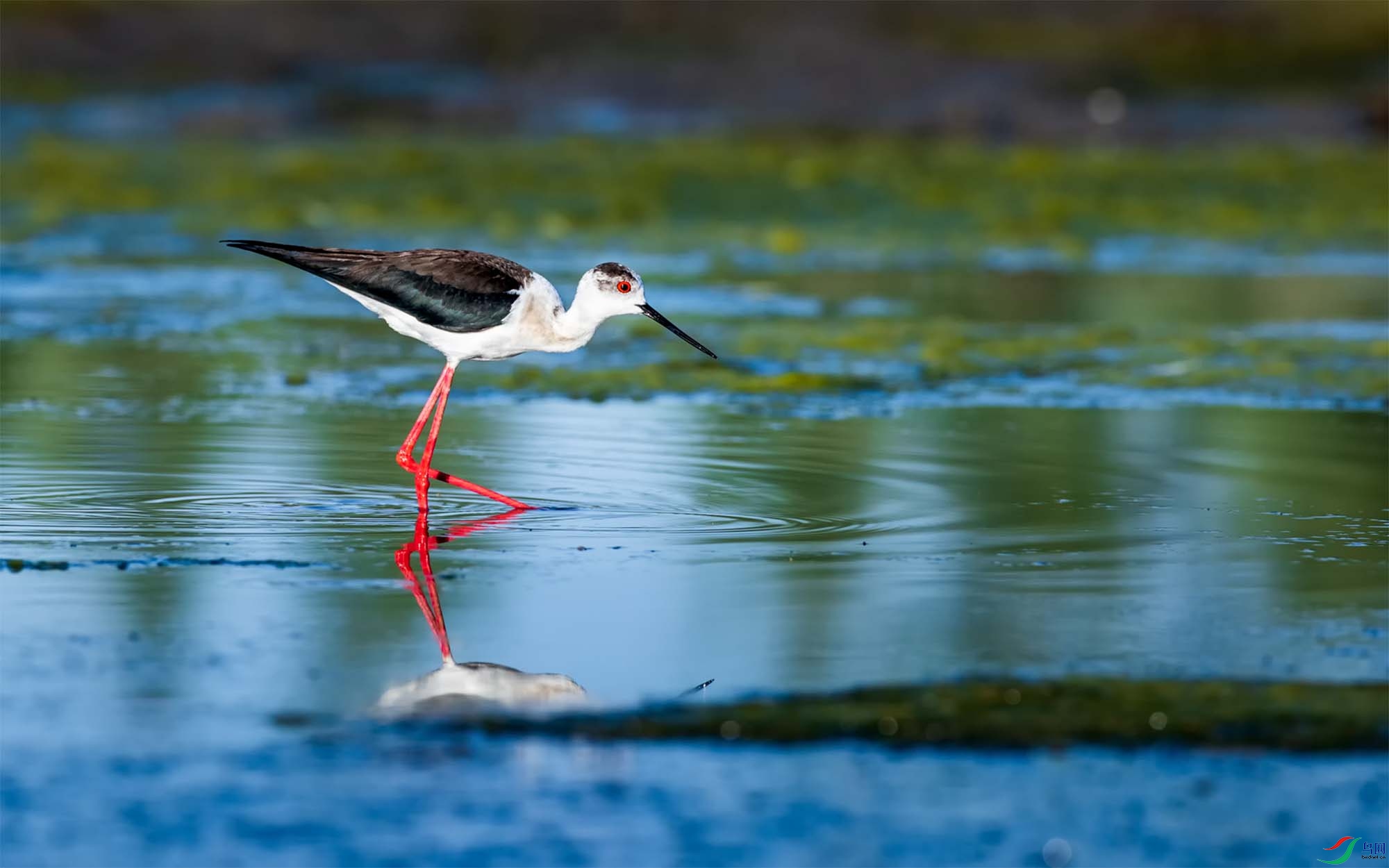 �ڳ᳤����