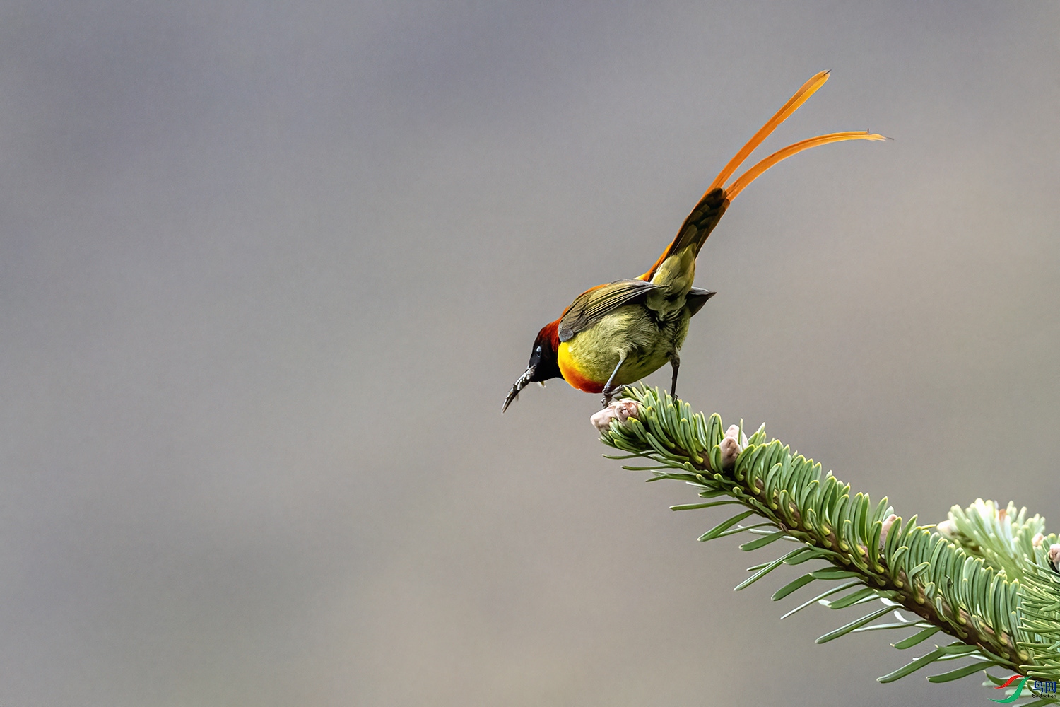 P6110708-��β̫����.jpg