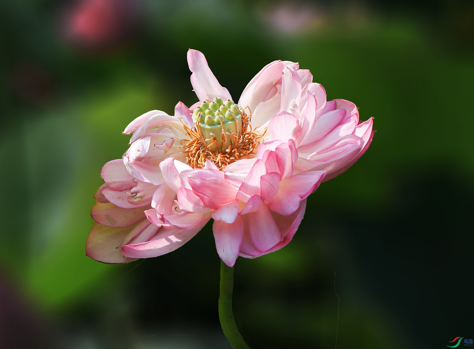 000000IMG_2766 ����1000k.jpg