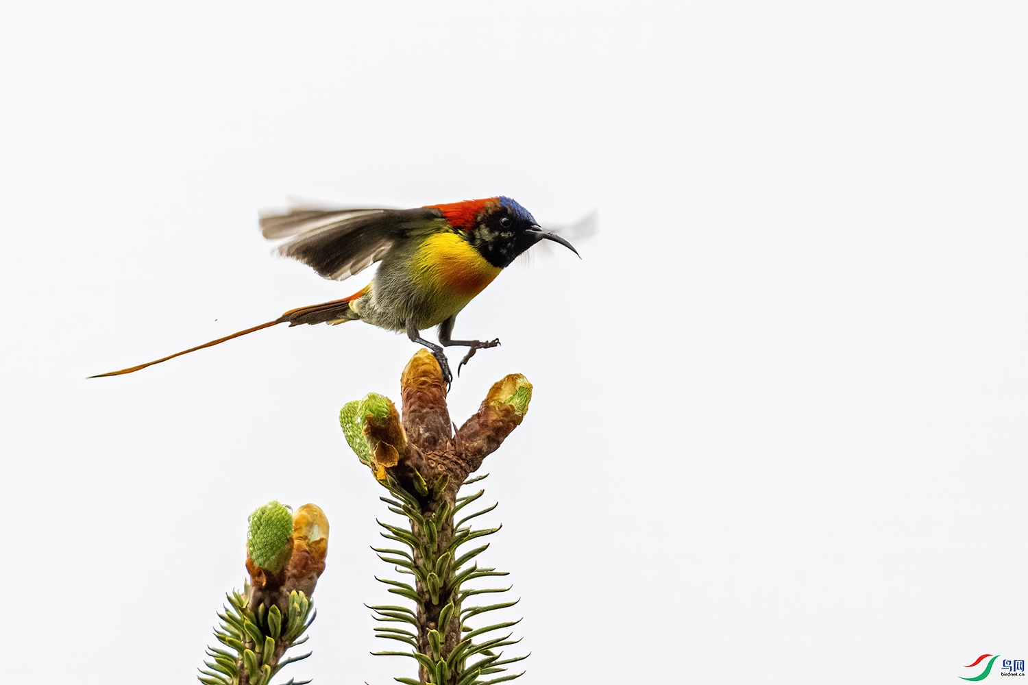 P6101075-��β̫����.jpg