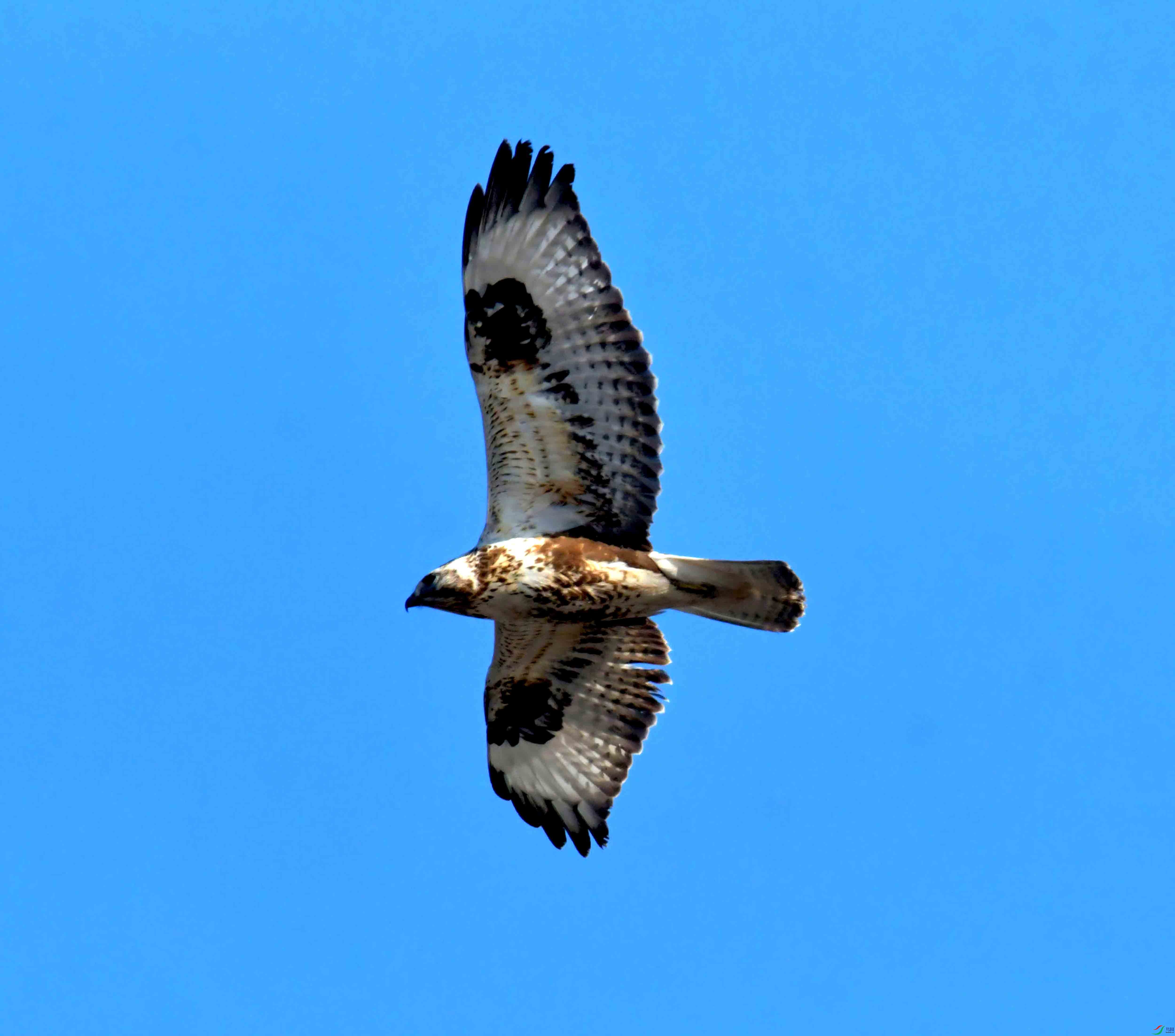 DSC_2597.JPG