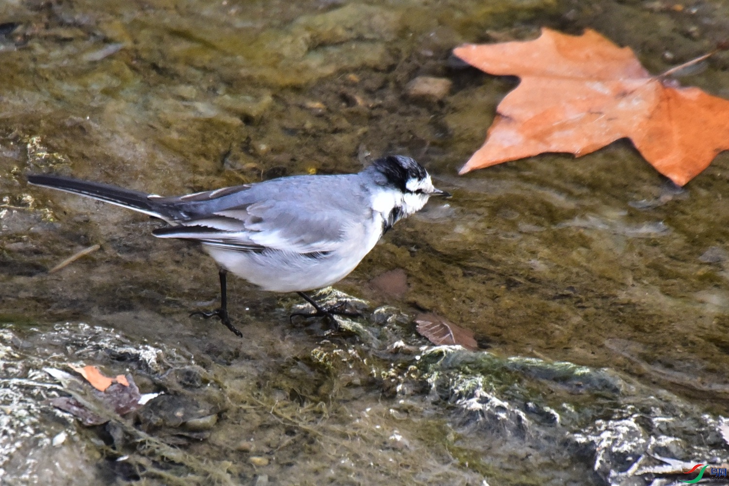 DSC_3585.JPG