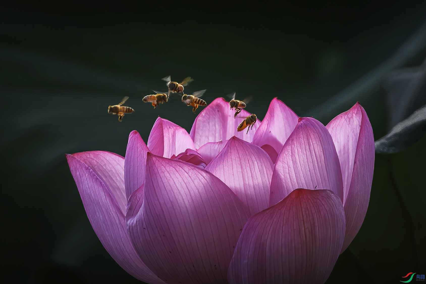 ������֣�����Ͼ�ɽ��԰������