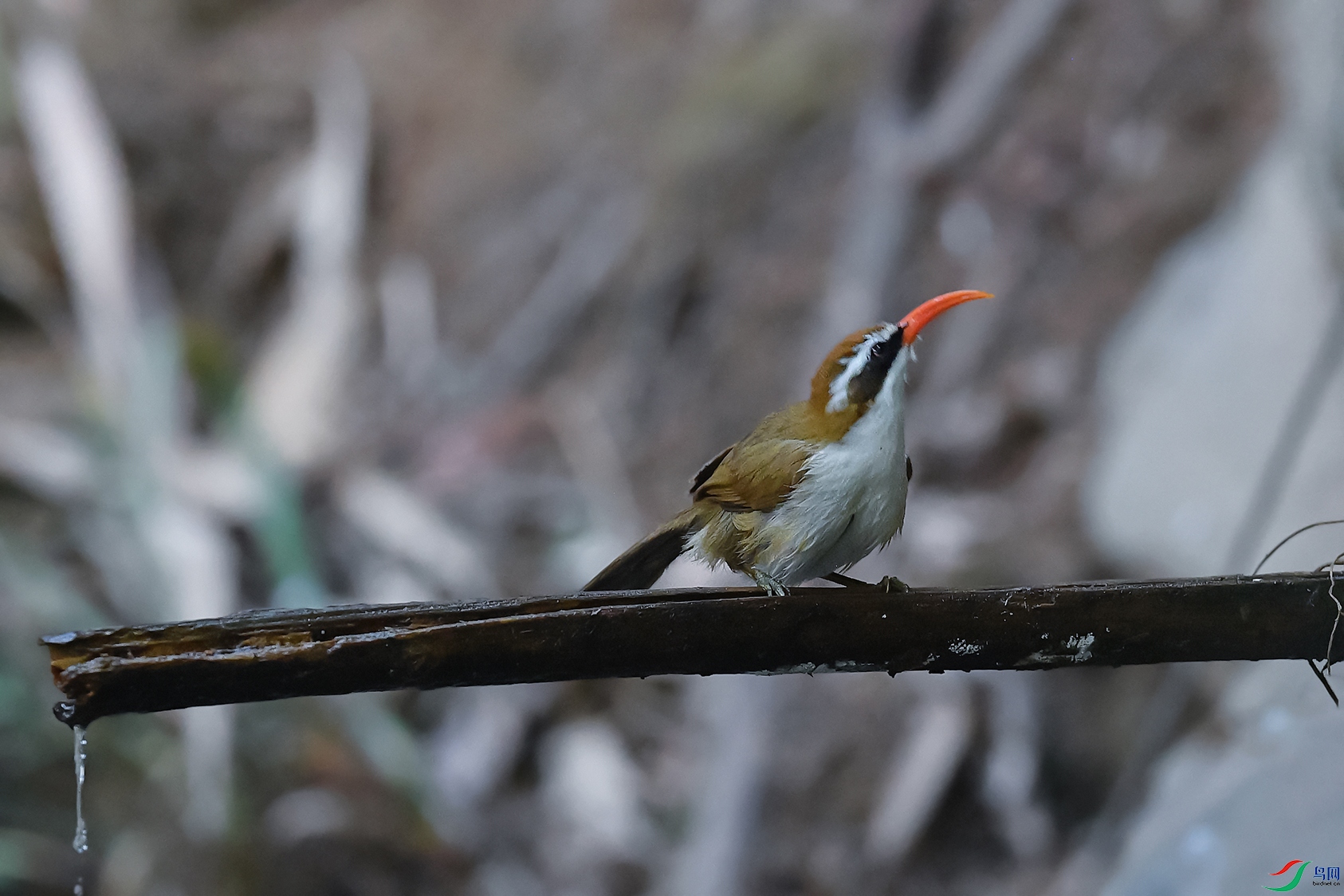 3DSC_6428_DxOa.jpg