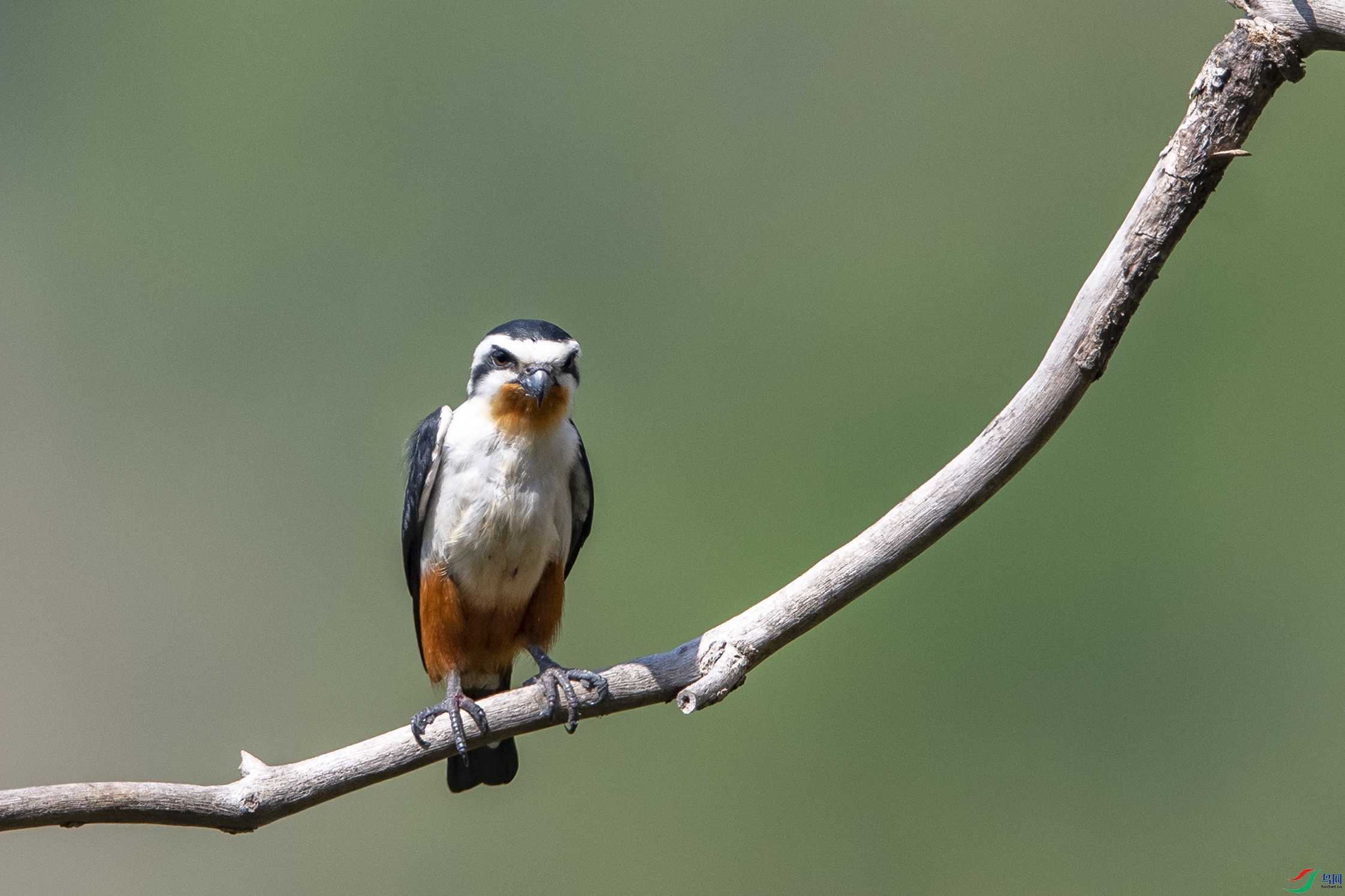 8273-2 ����.jpg