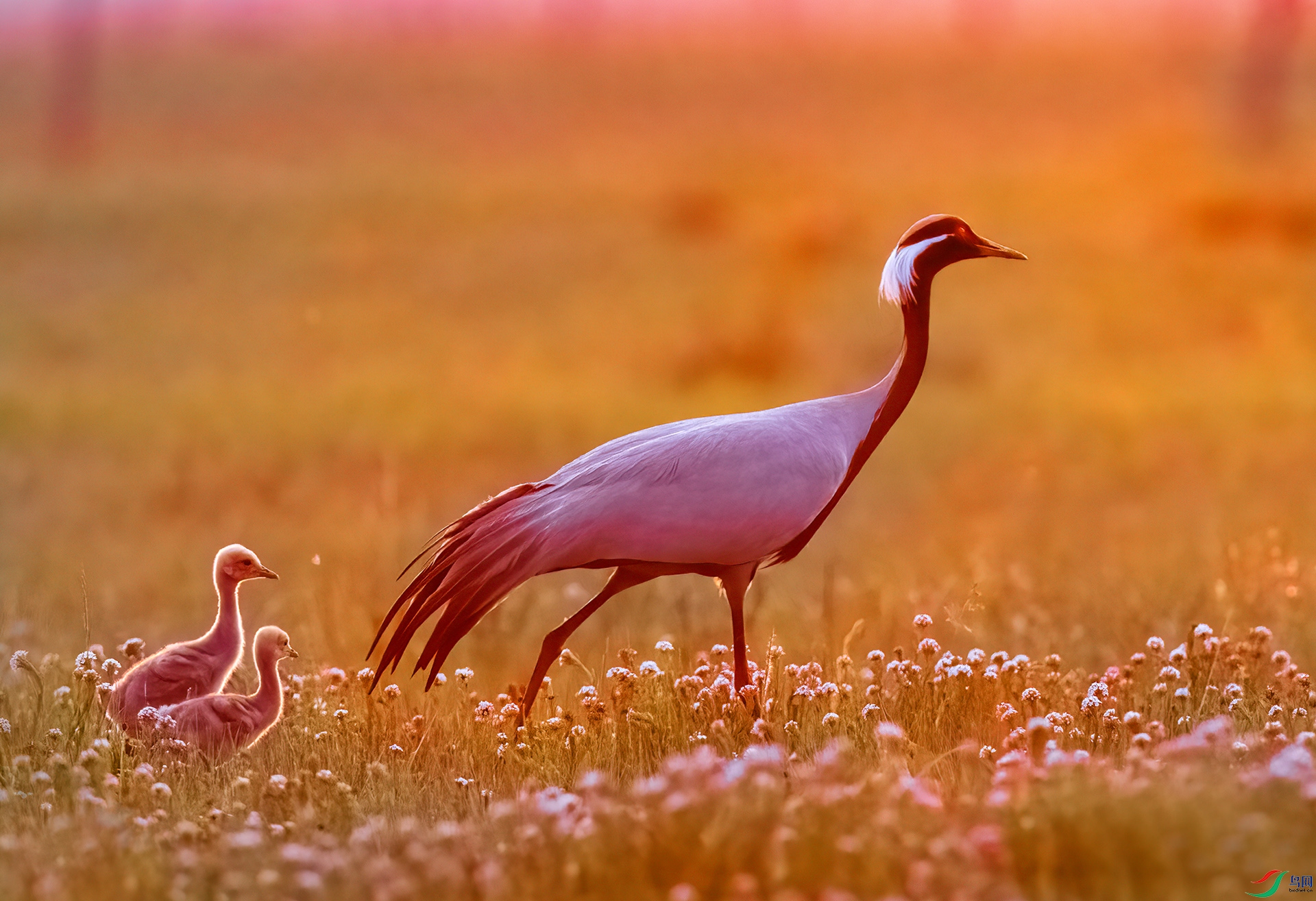 DSC_2384 - Ϧ���µ������.jpg