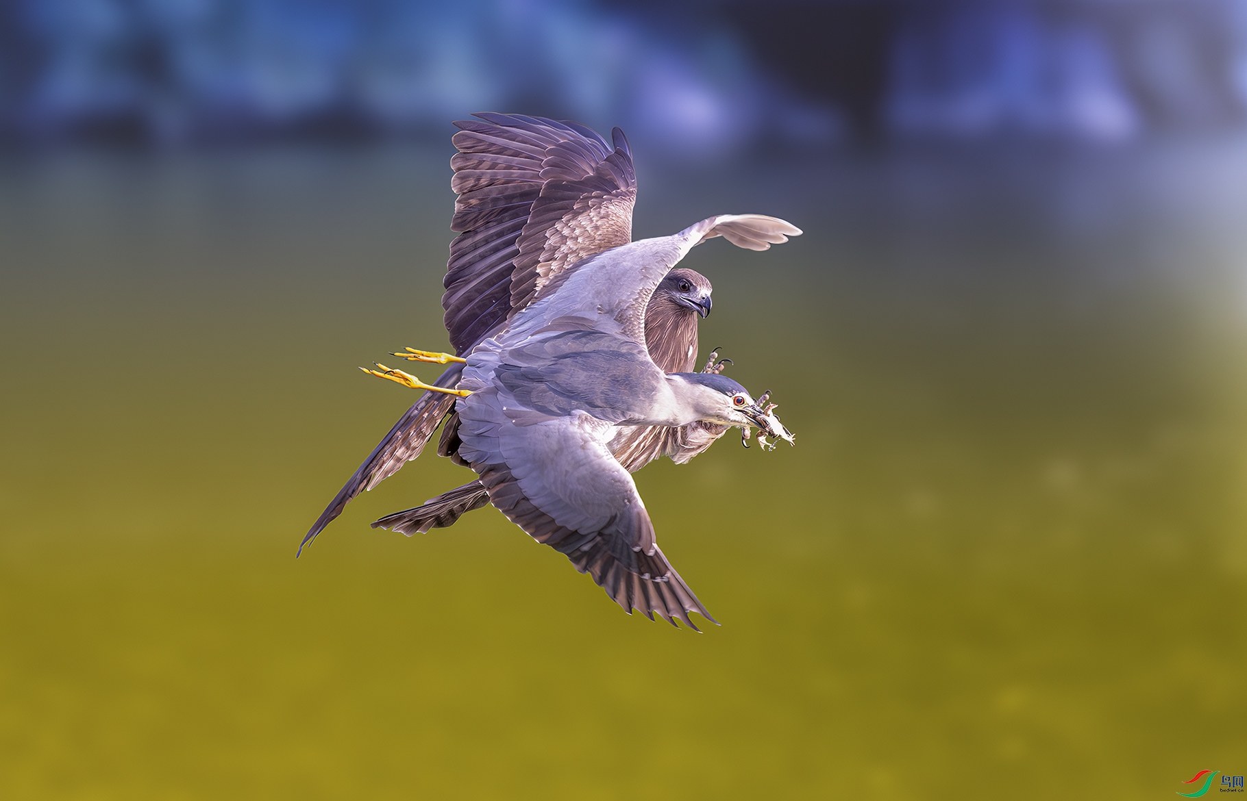 DSC_3335-����ǿ-NR ����.jpg