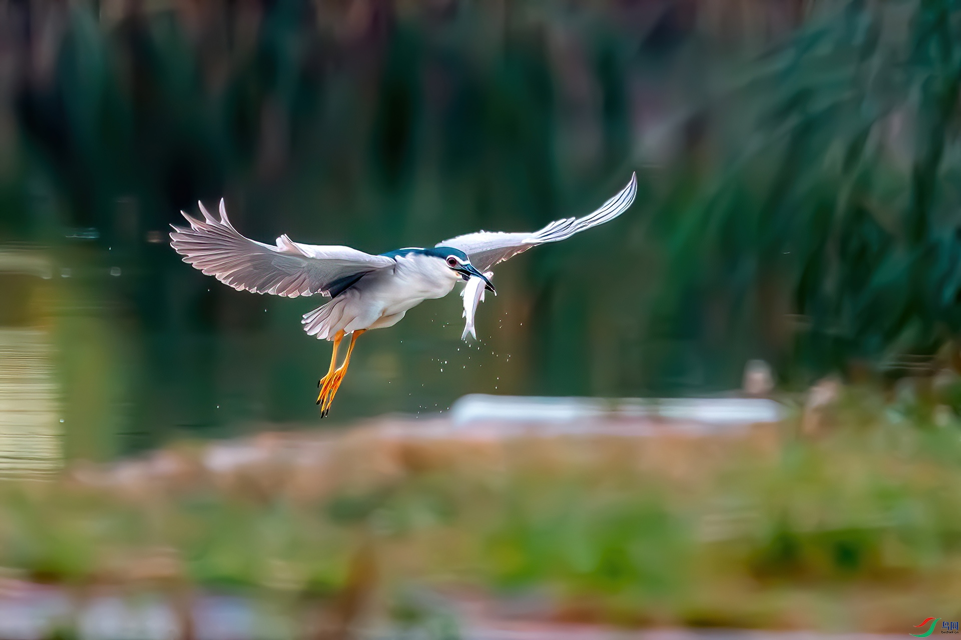 _MG_5285.jpg