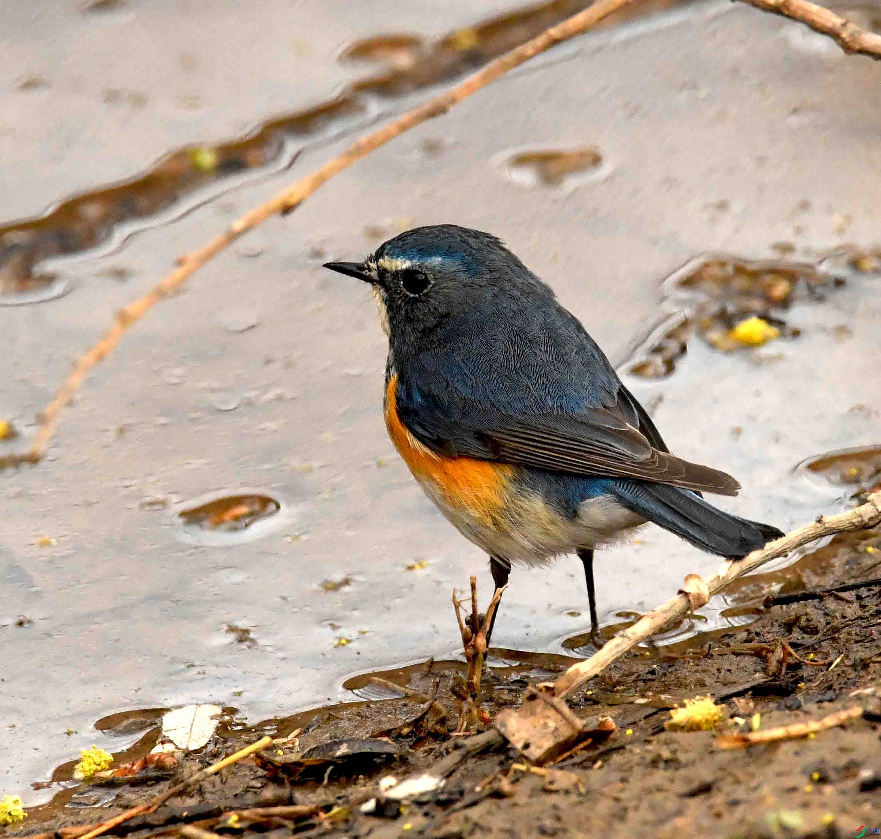 DSC_1532.JPG