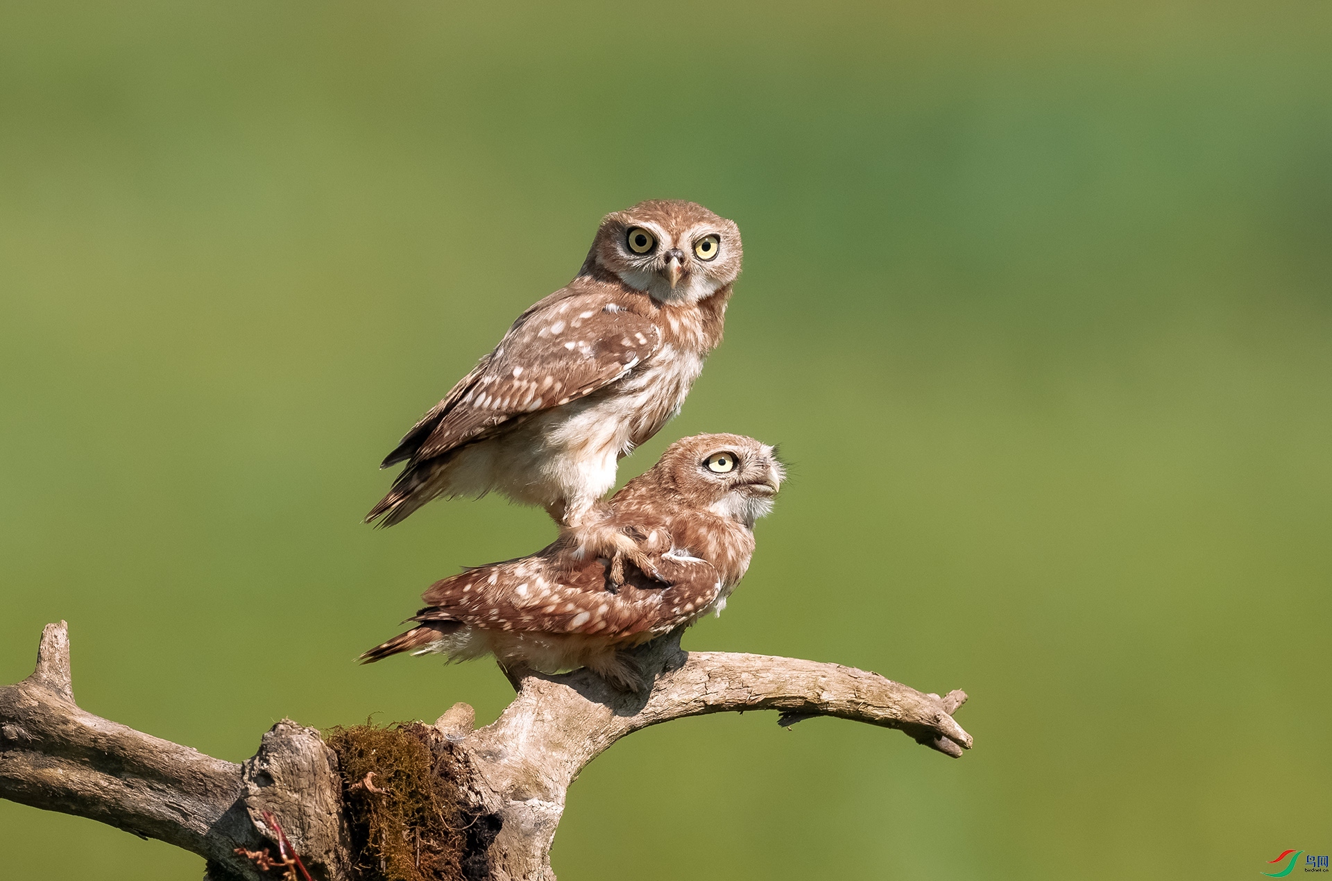 DSC_2794 ����.jpg