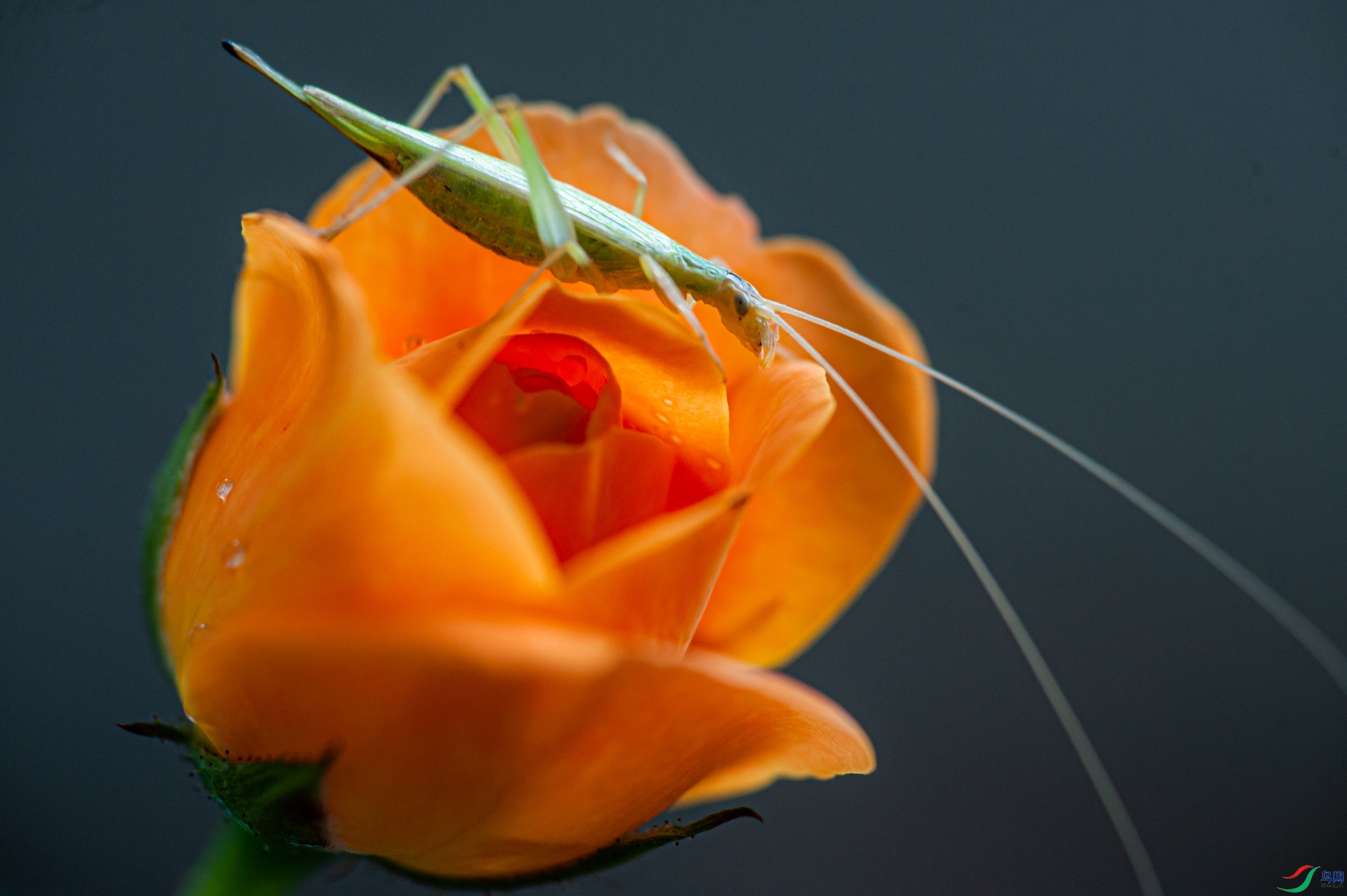 DSC_0976.jpg